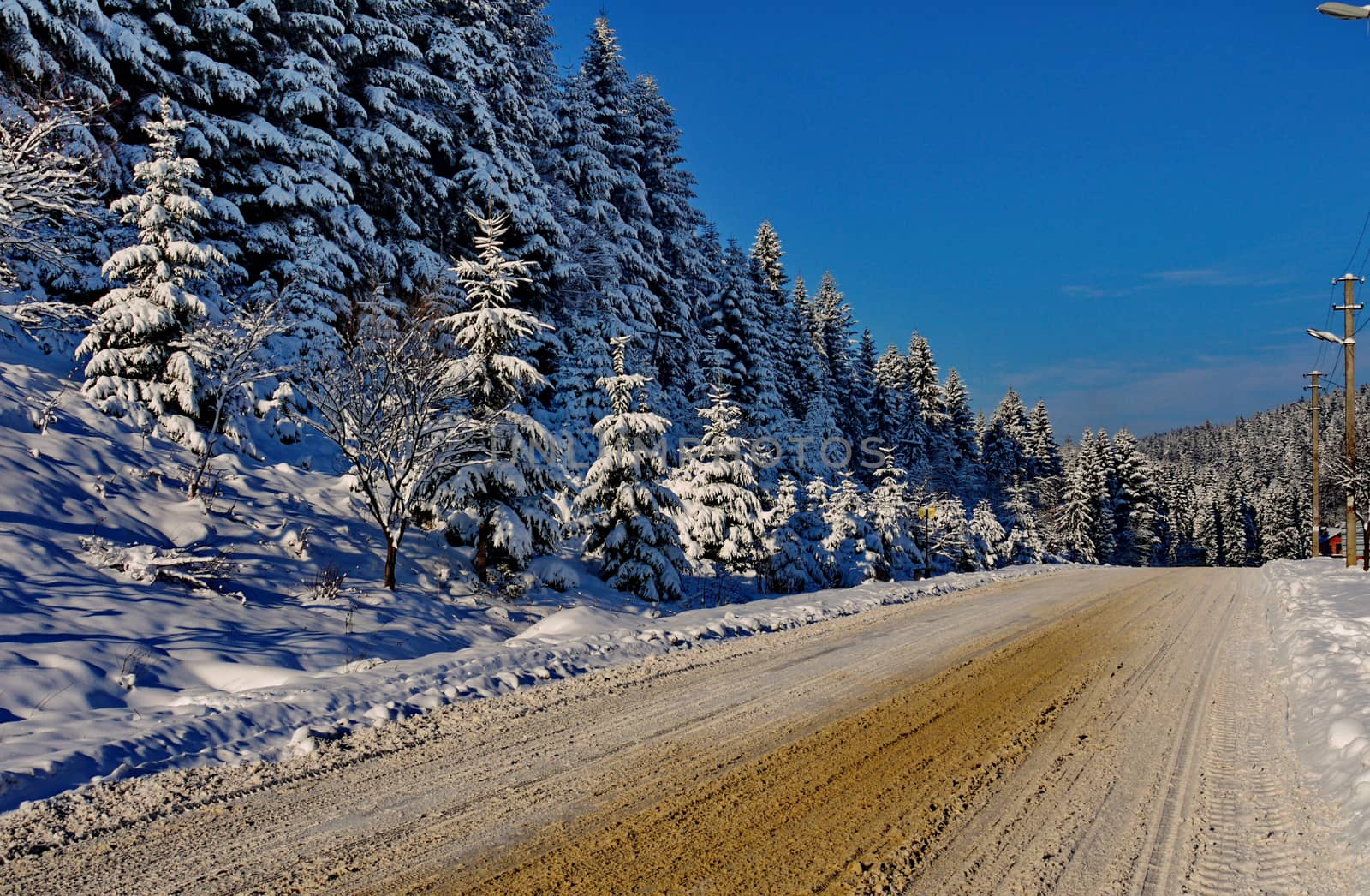 A chic winter landscape of a frosty day. With a rolling road running along beautiful tall firs growing on a slope covered with snow.
