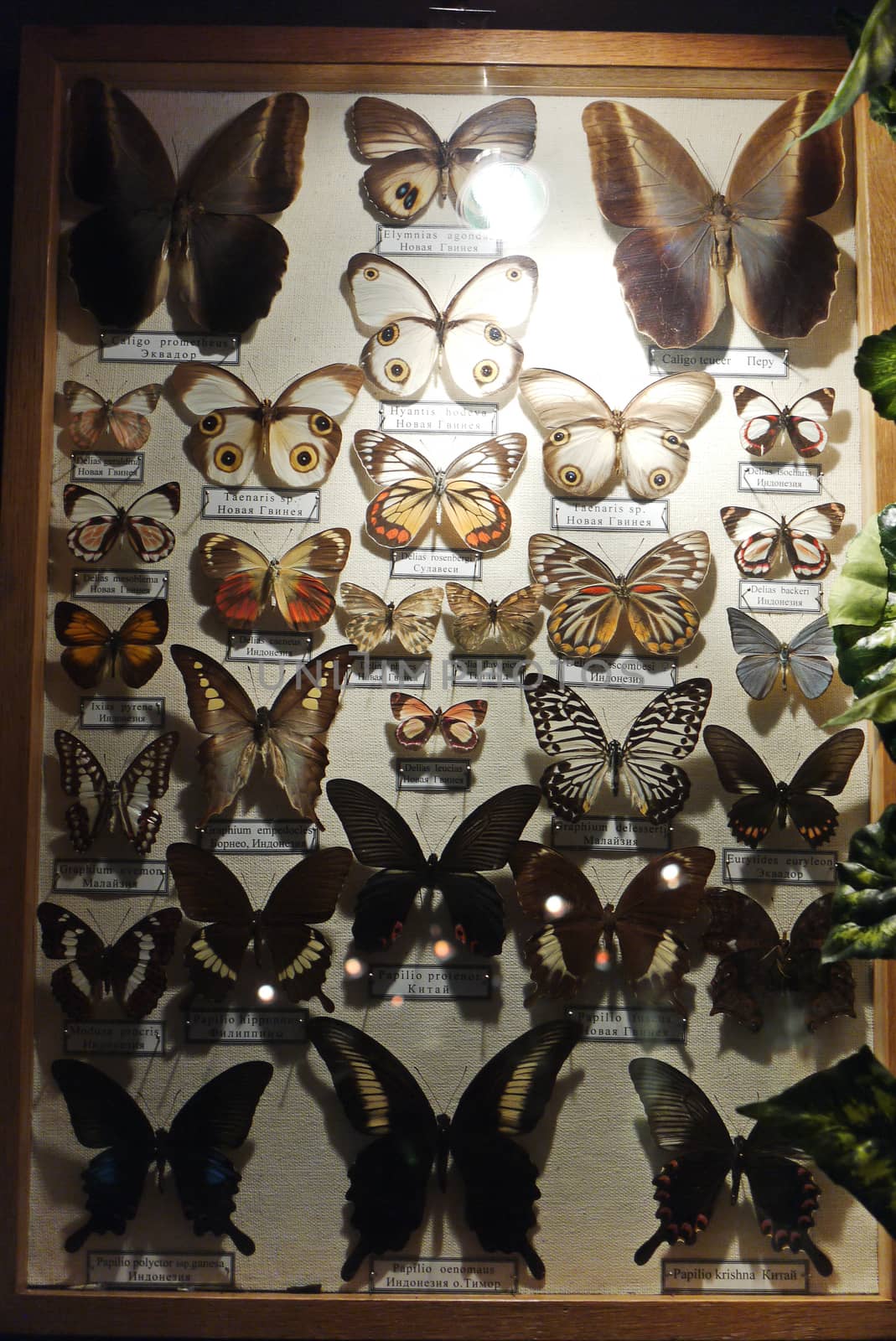 a collection of various butterflies with signboards in a frame under the glass by Adamchuk