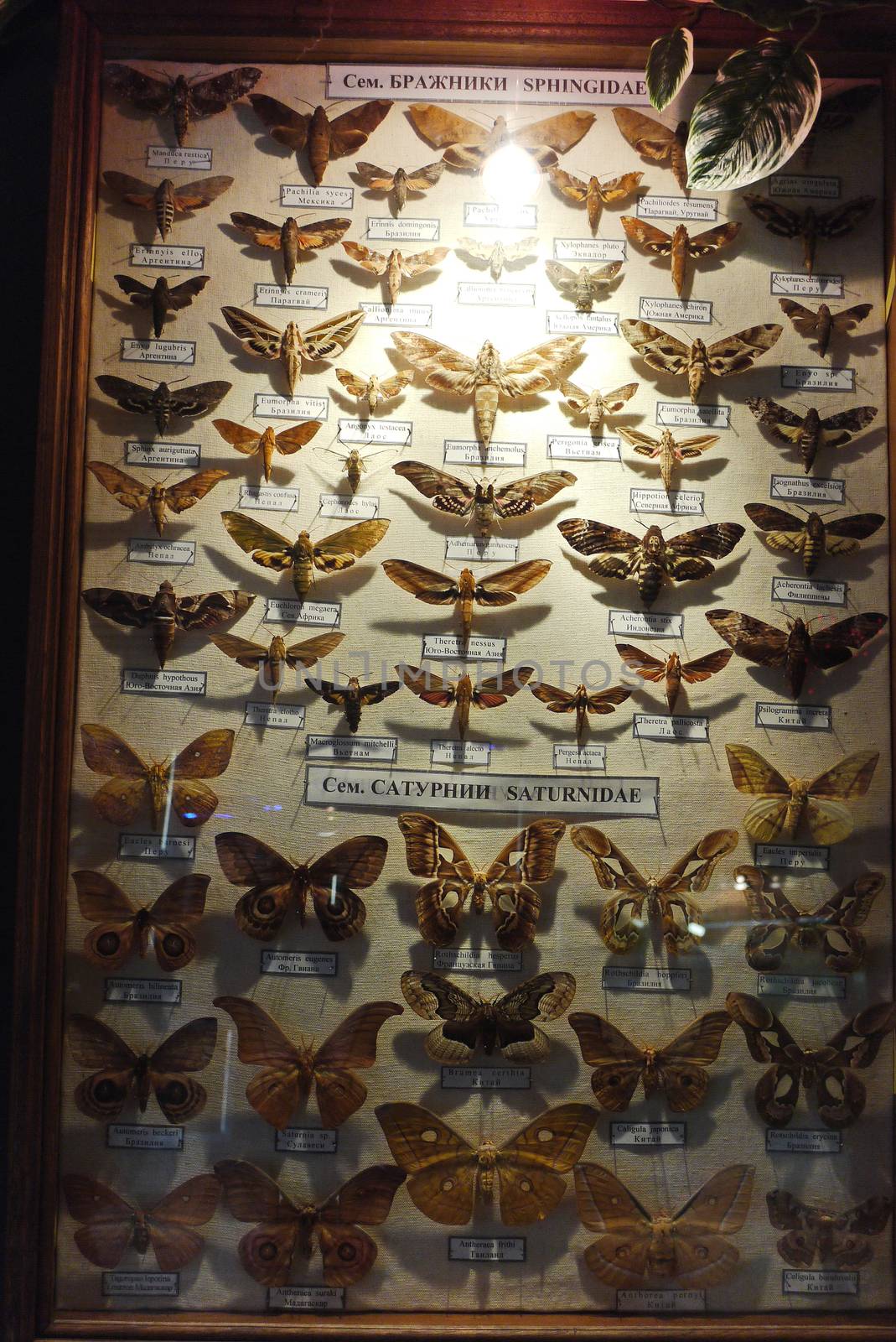 Collection of dried moths of Saturn and Brazhnikov. Everyone is not like the others by Adamchuk