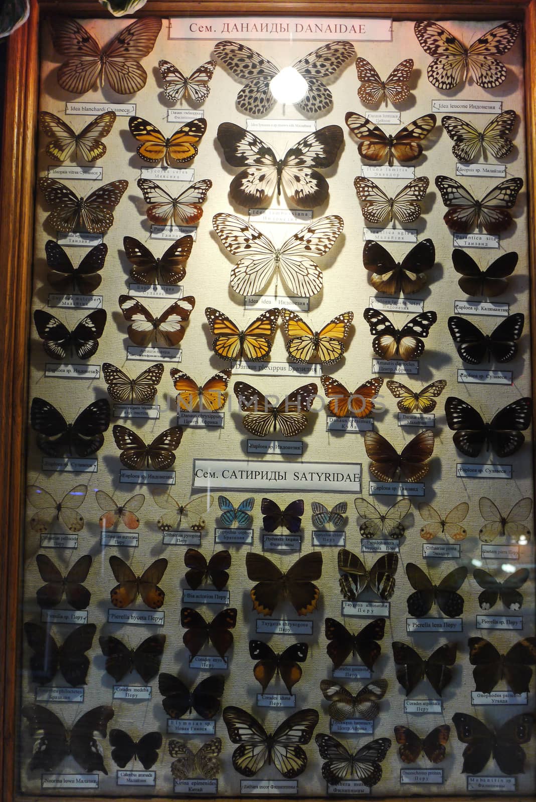 collection of butterflies with a ray of light directed at them by Adamchuk