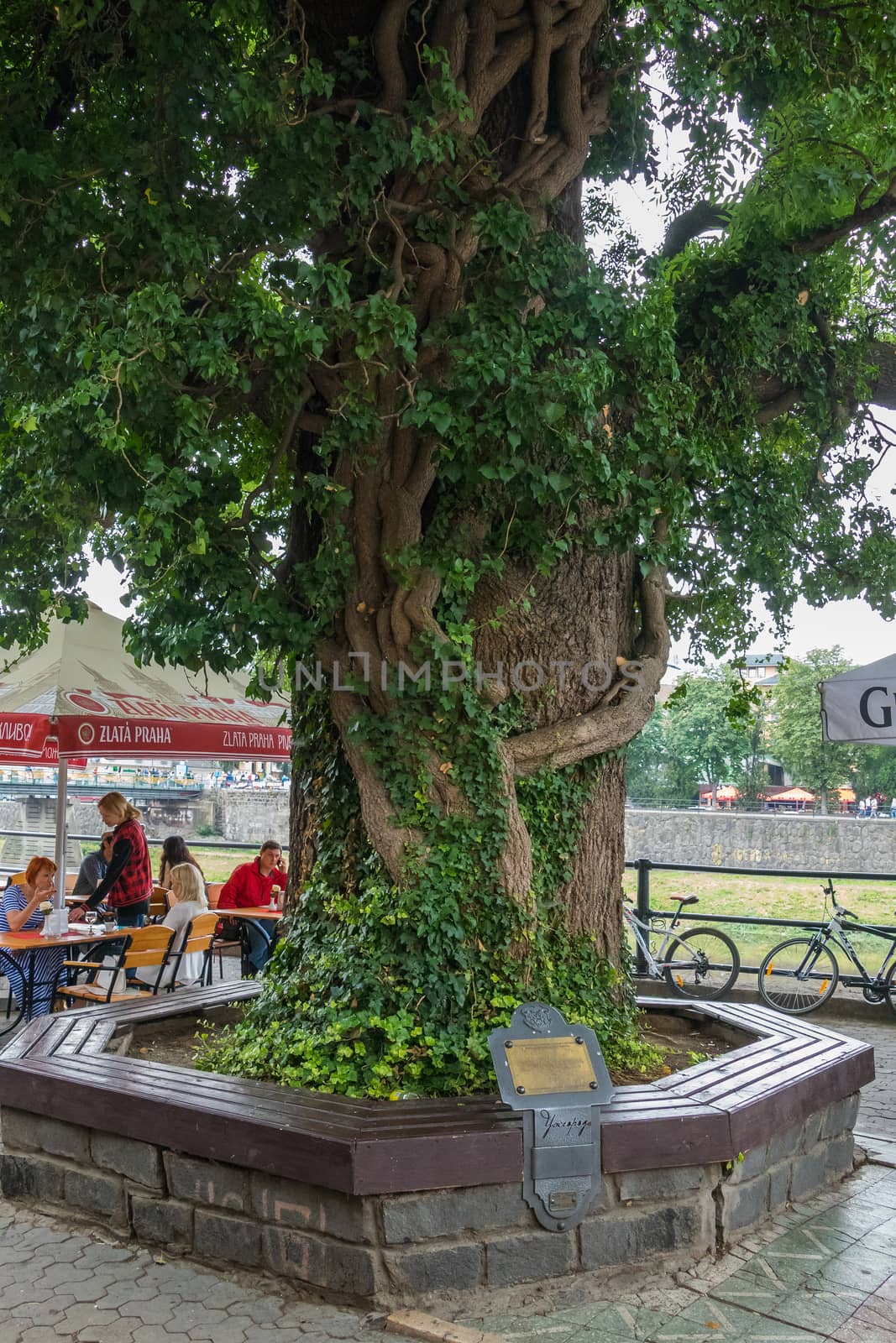A huge old picturesque tree with an information sign and a circular bench around it