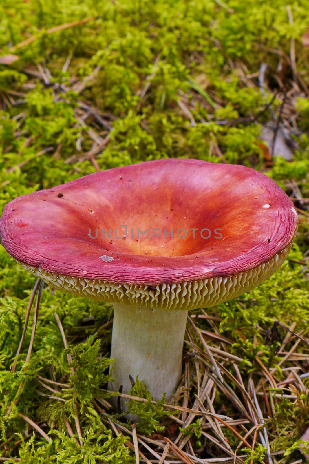 a large pink cap of ripe raw milk on a thick white stalk among moss in the woods by Adamchuk