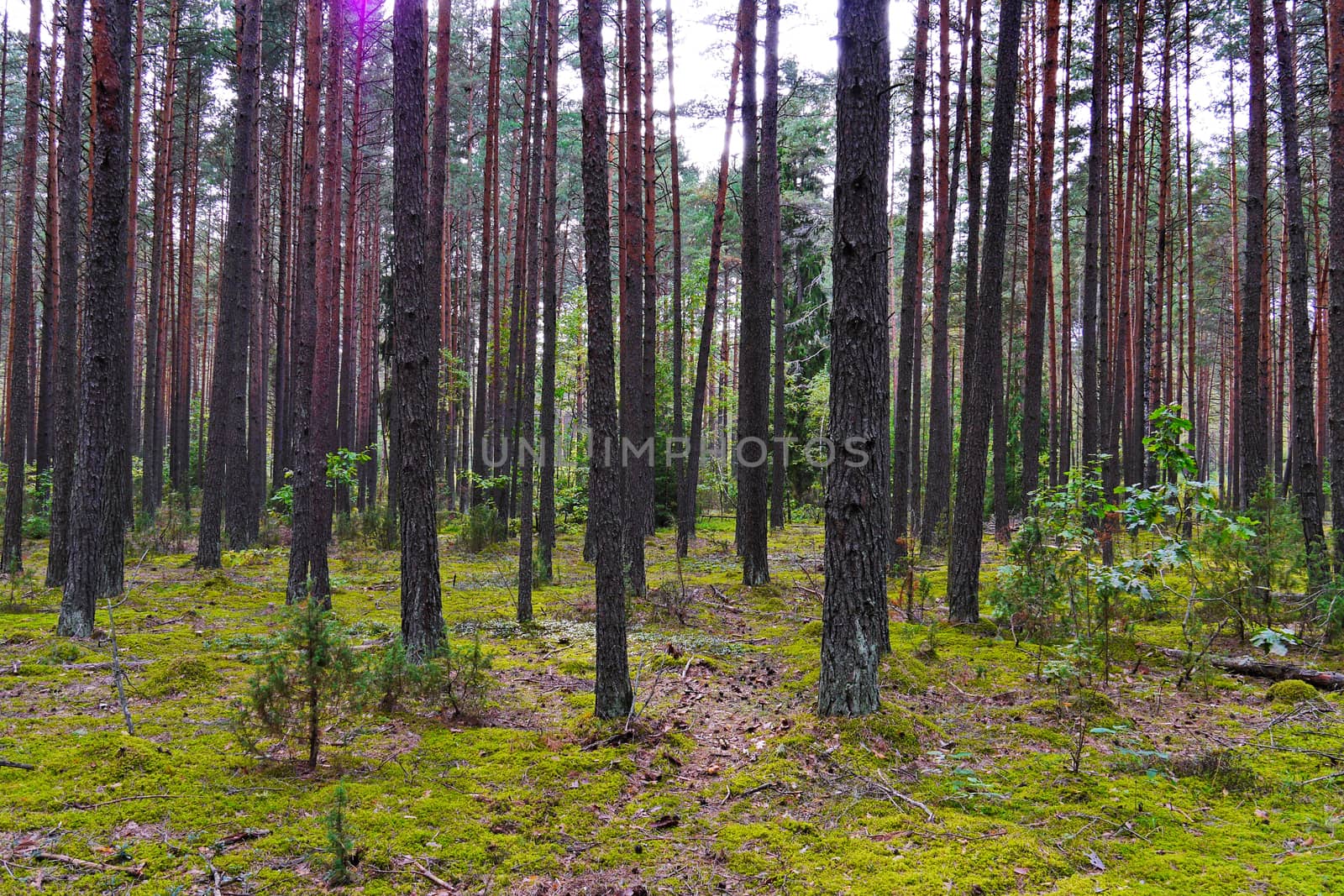 A cozy forest glade against the background of tall green trees. A place of rest for adults and children