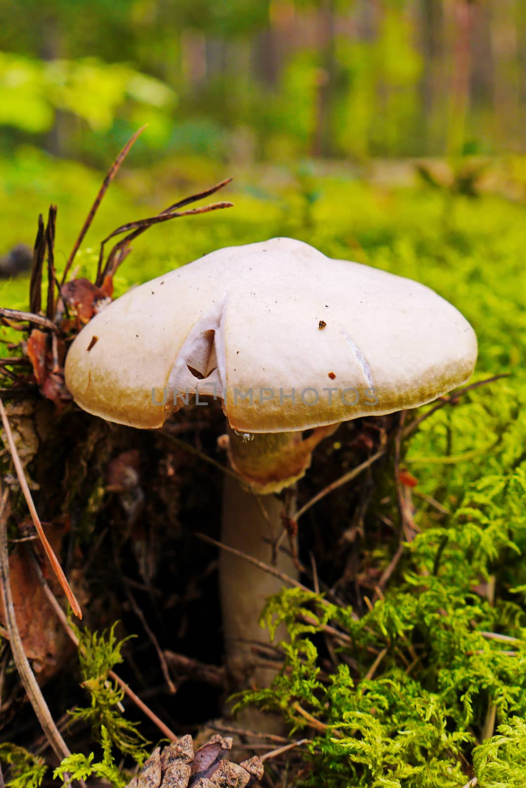 The most dangerous and poisonous pale toadstool lurking in the woods among the moss by Adamchuk