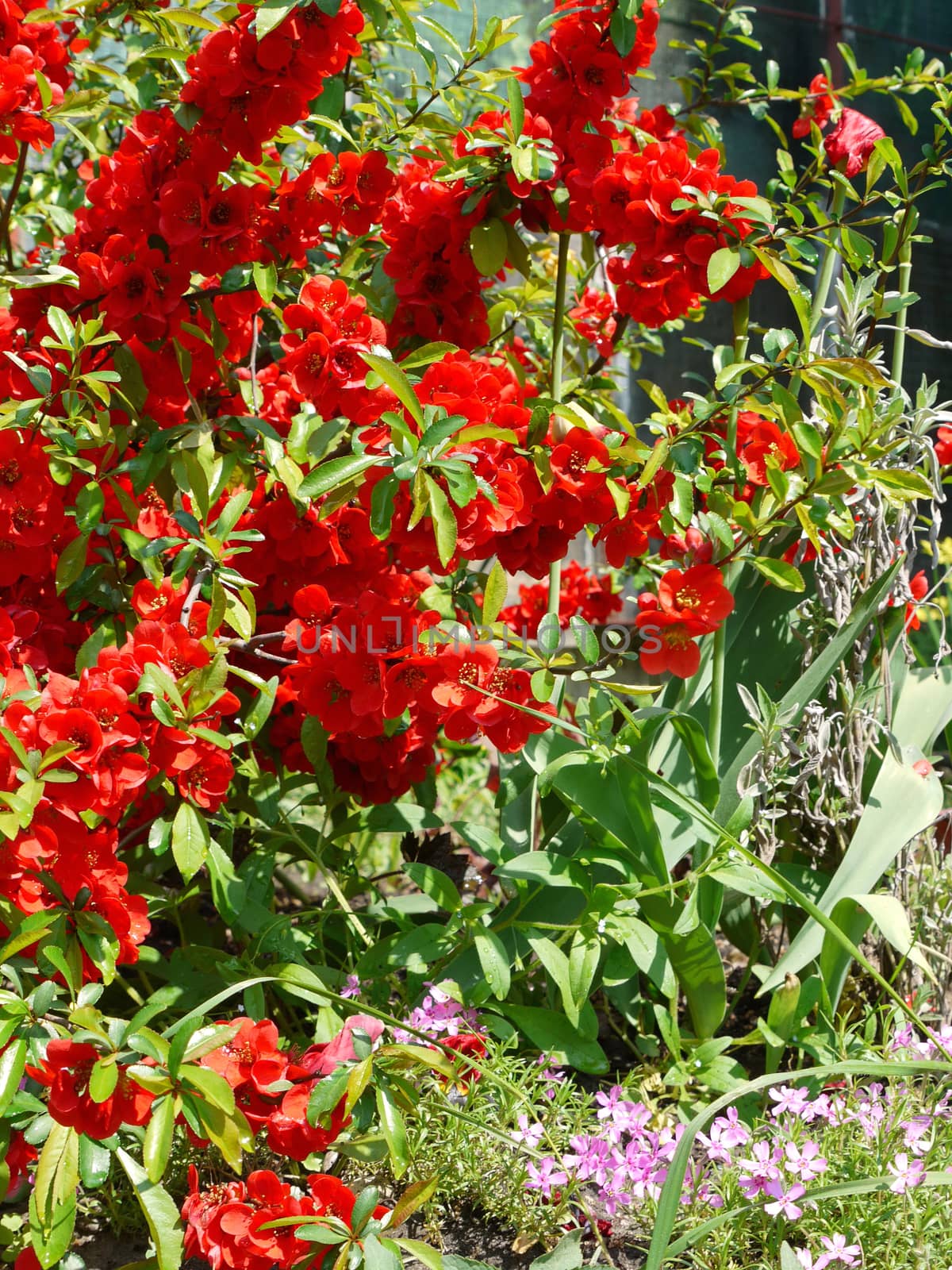 A beautiful bush of flowers with red petals densely growing with green leaves under the rays of a warm summer sun.