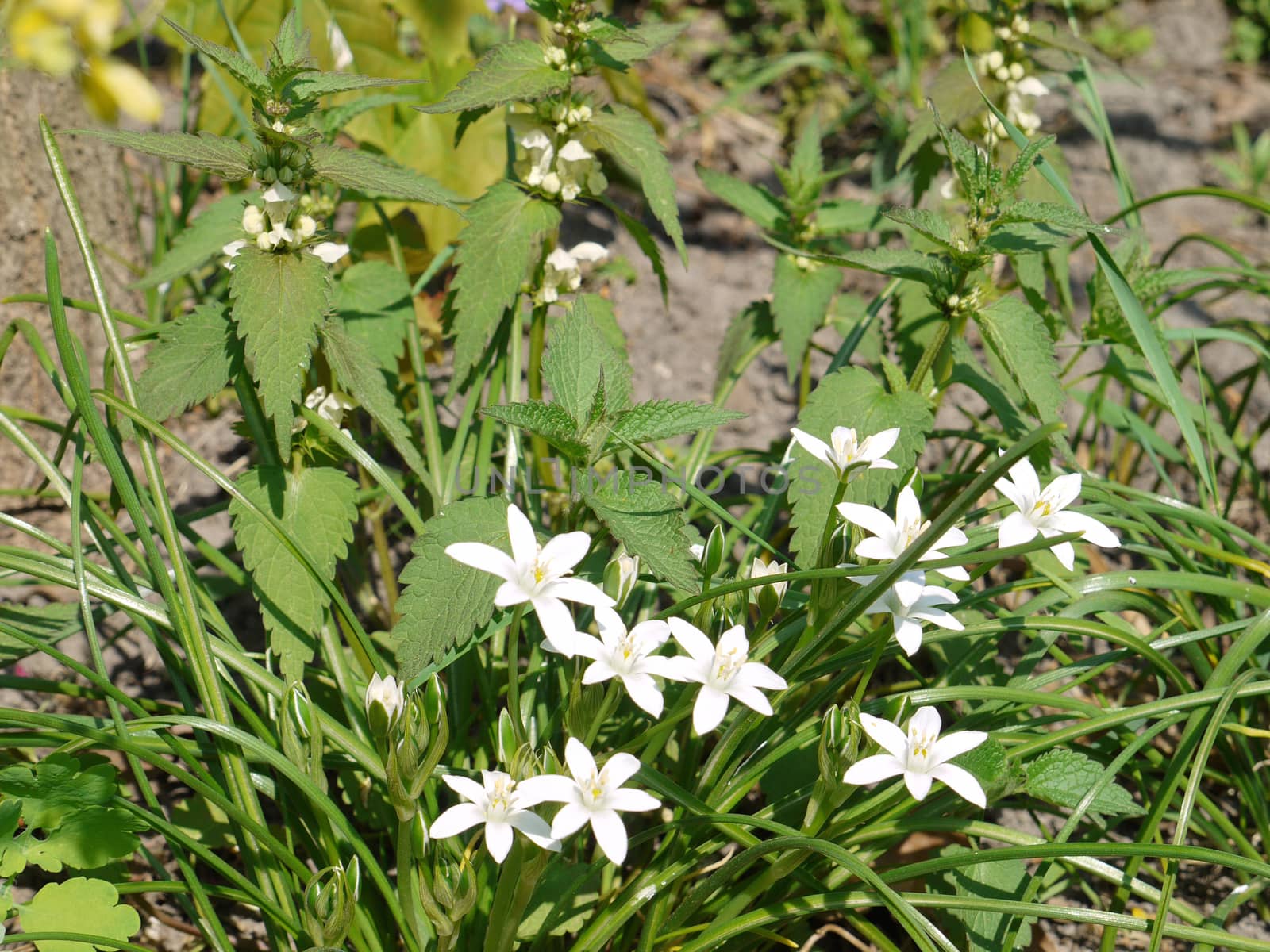 Shrub with small white inflorescences and green leaves on low stems