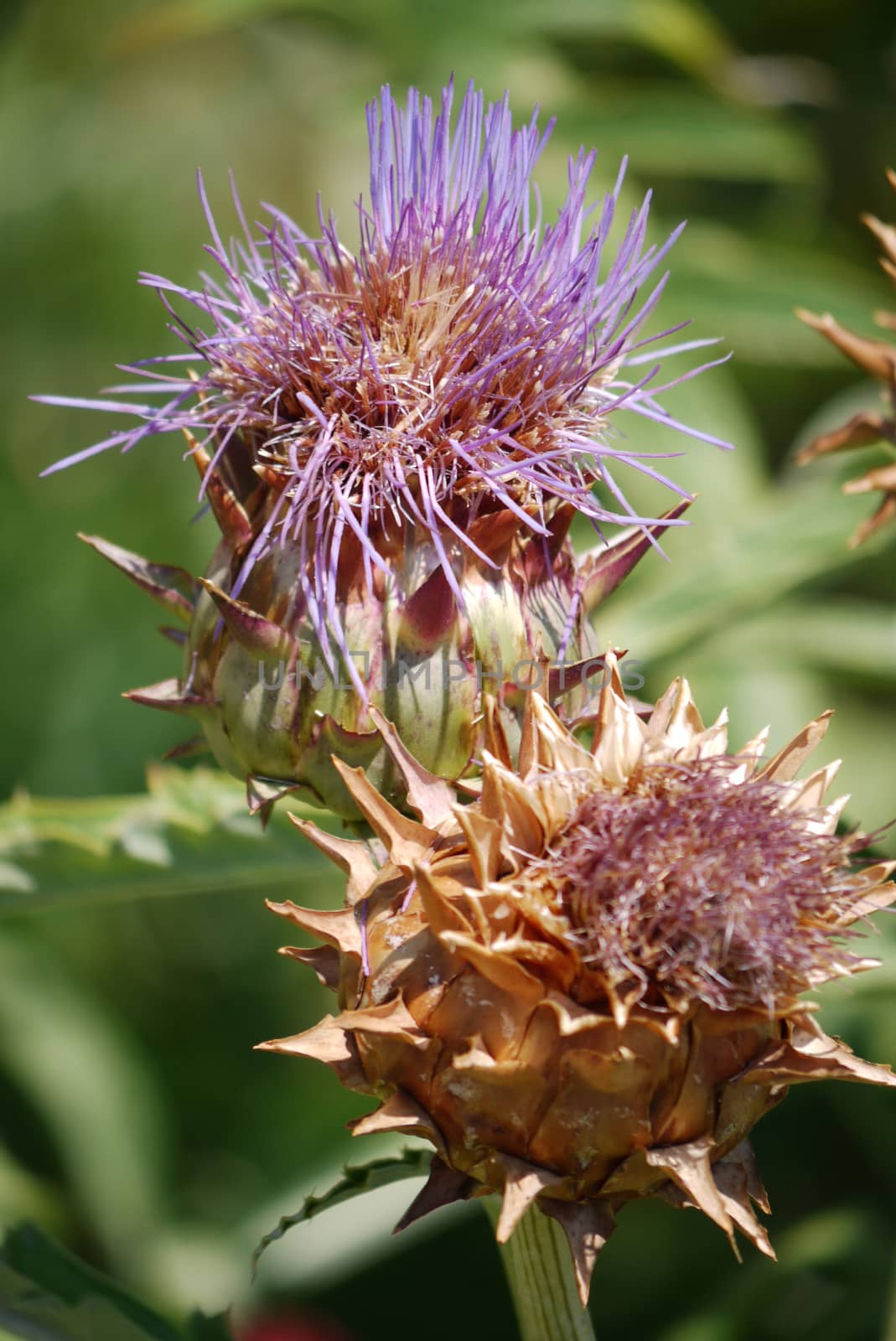 nondescript burdock with dried thorns will not snag by Adamchuk
