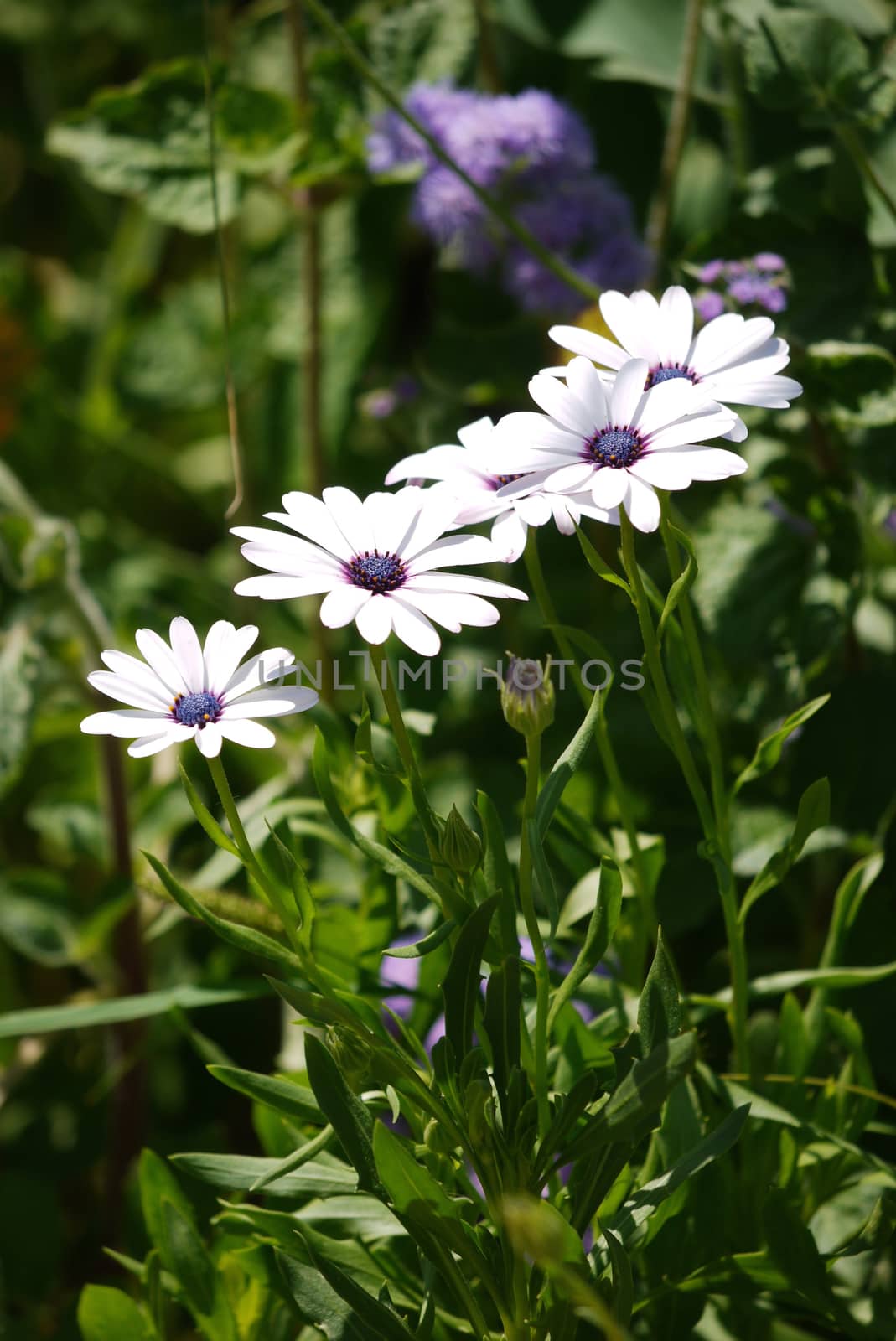 interesting white flowers of dimorphotec with a violet middle of the green by Adamchuk