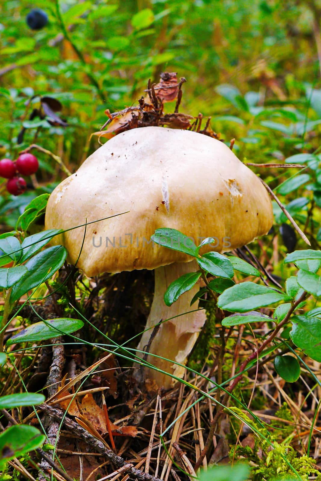 mushroom in coniferous forest with insect on a hat with red berries and blueberries by Adamchuk