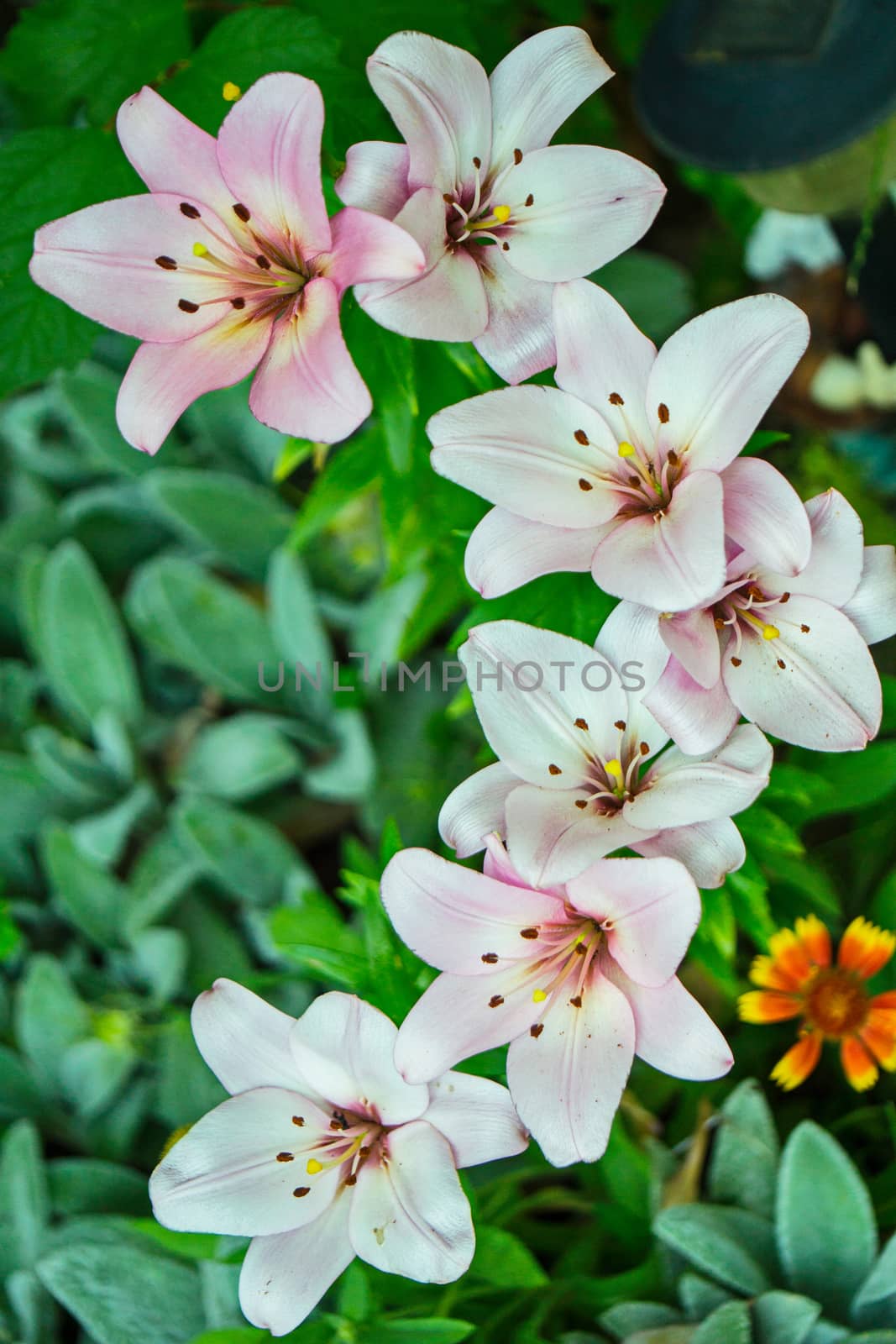 seven beautiful opened flowers of white lilies