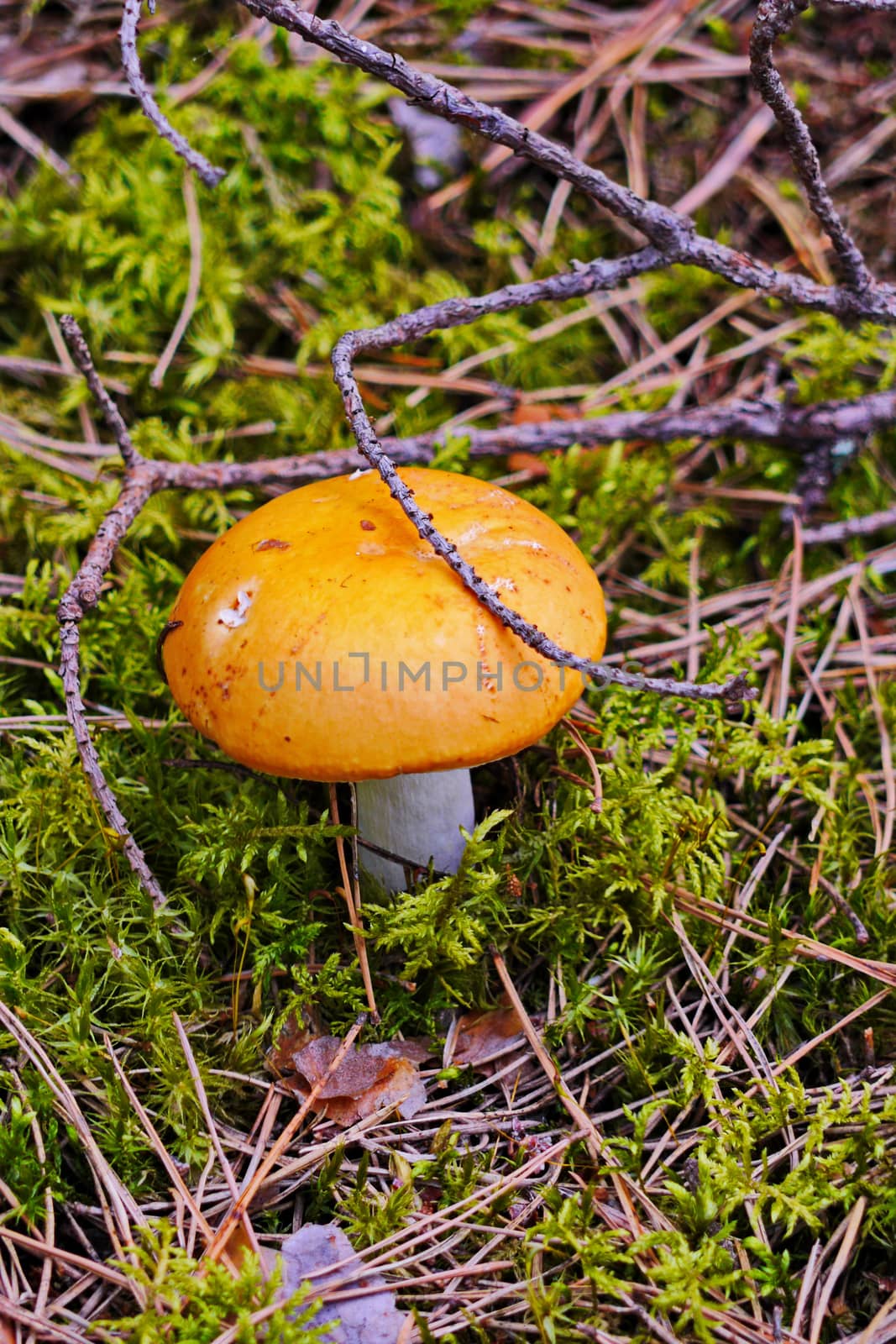 Large beautiful mushroom on a white stalk with an orange cap