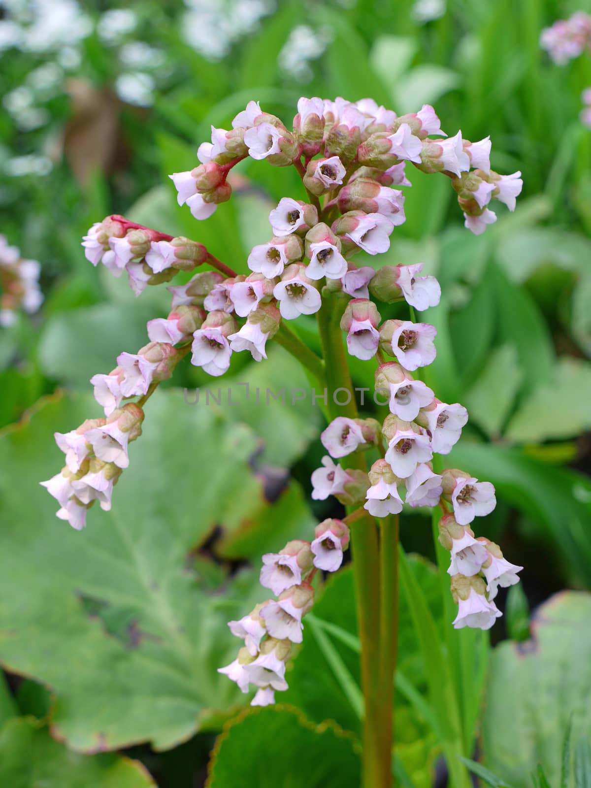 A few thick, green stalks with lots of small flower bells of white color by Adamchuk
