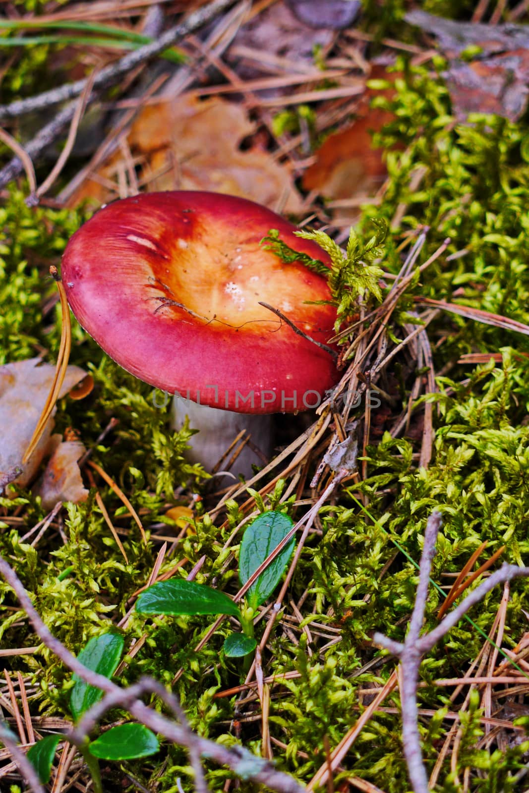 A beautiful edible russula with a red hat and white leg growing in the forest among the grass and spruce needles. by Adamchuk