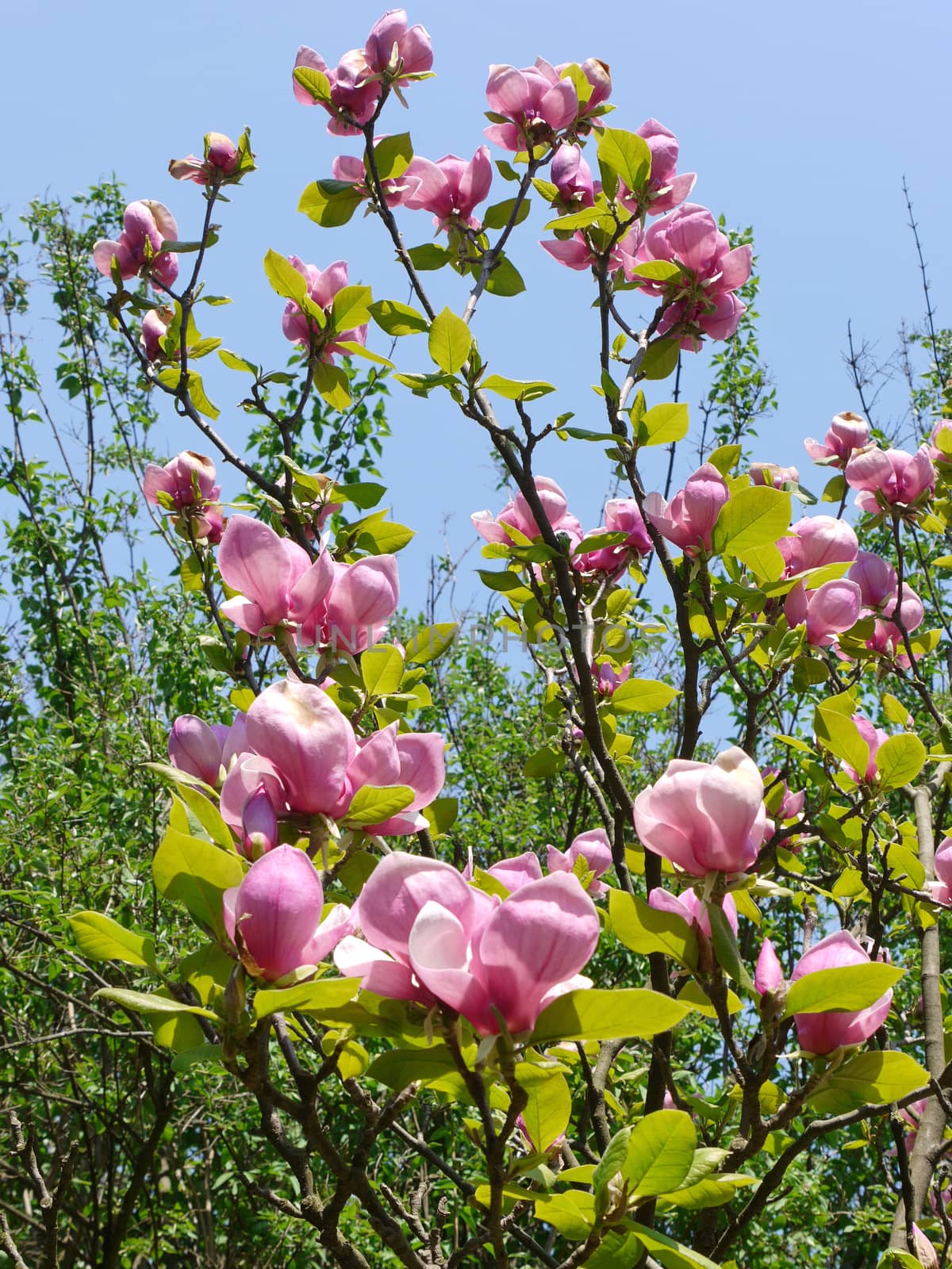 The young Magnolia tree is fluffy with a green park on the background of the sky