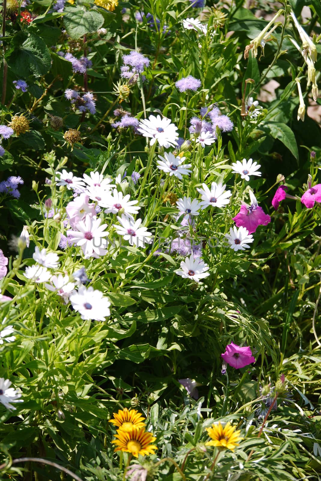 Flowerbed with lots of white, pink and orange flowers on a background of green grass