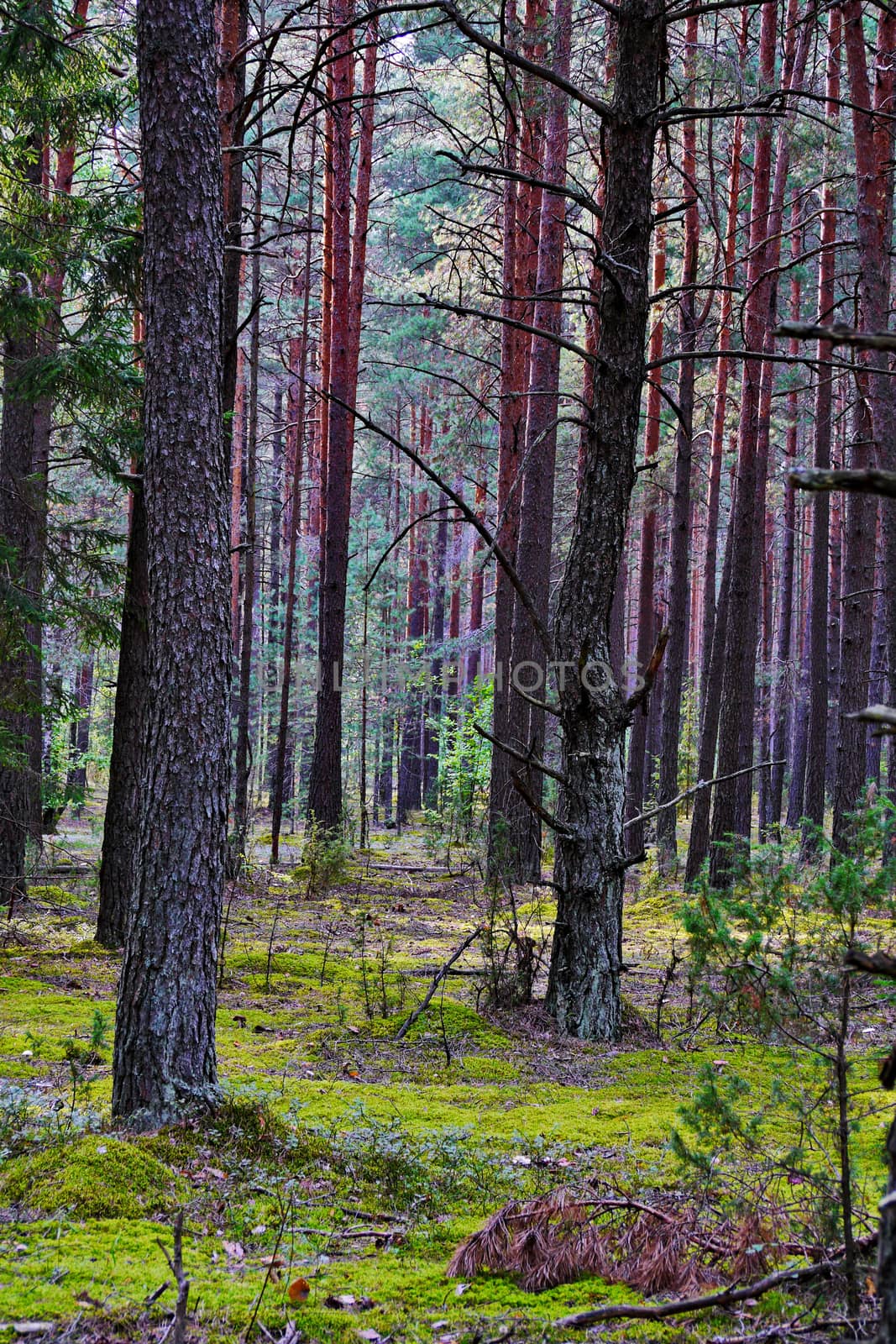 Silent forest with tall pines standing on green moss by Adamchuk
