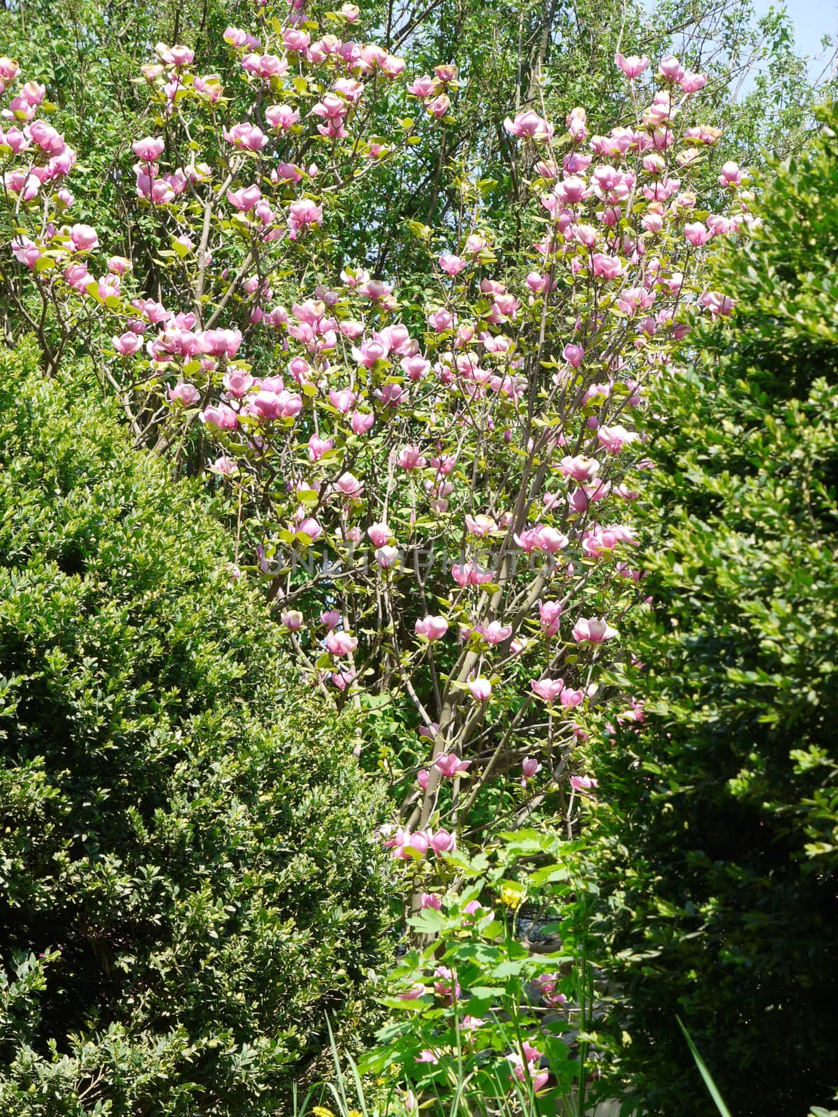The magnificent flower of the pink magnolia is visible among the bushes of evergreen boxwood