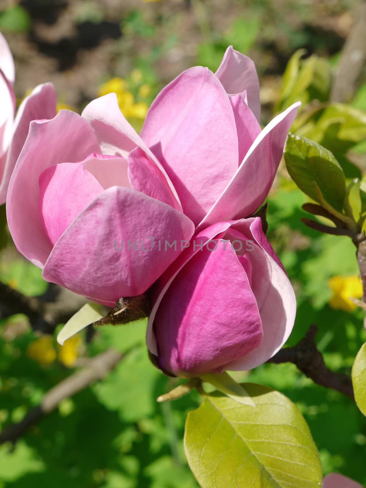 tender buds of budding rose petals on a bright sunny day