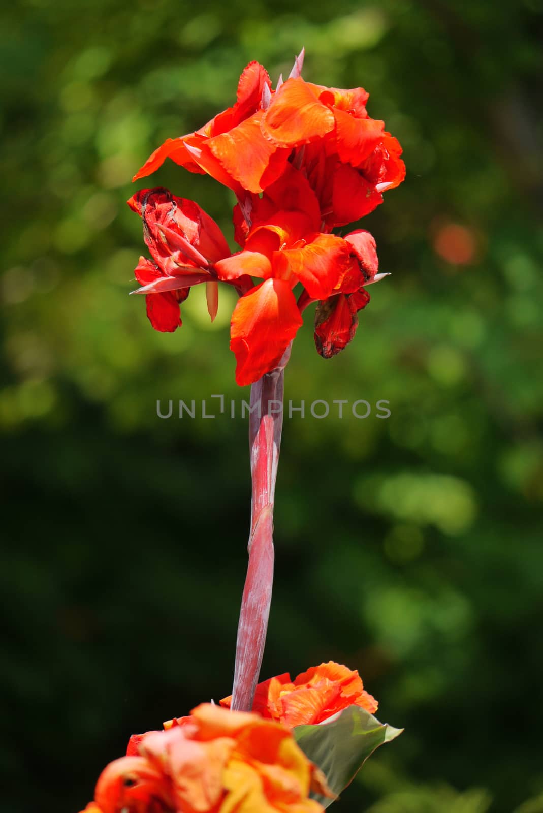 beautiful flower of a bright orange lily on a high stalk