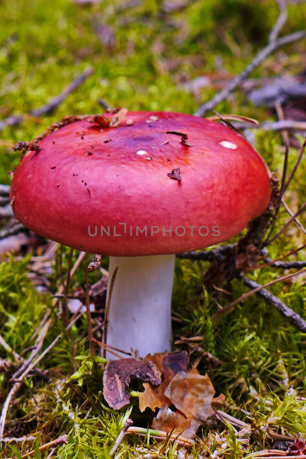 A beautiful mushroom with a bright red hat on a green carpet of their moss