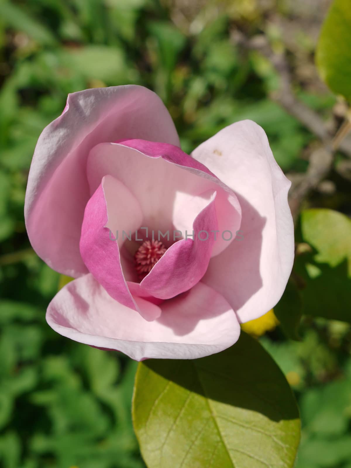A beautiful big flower with lush huge pink petals and smooth green leaves