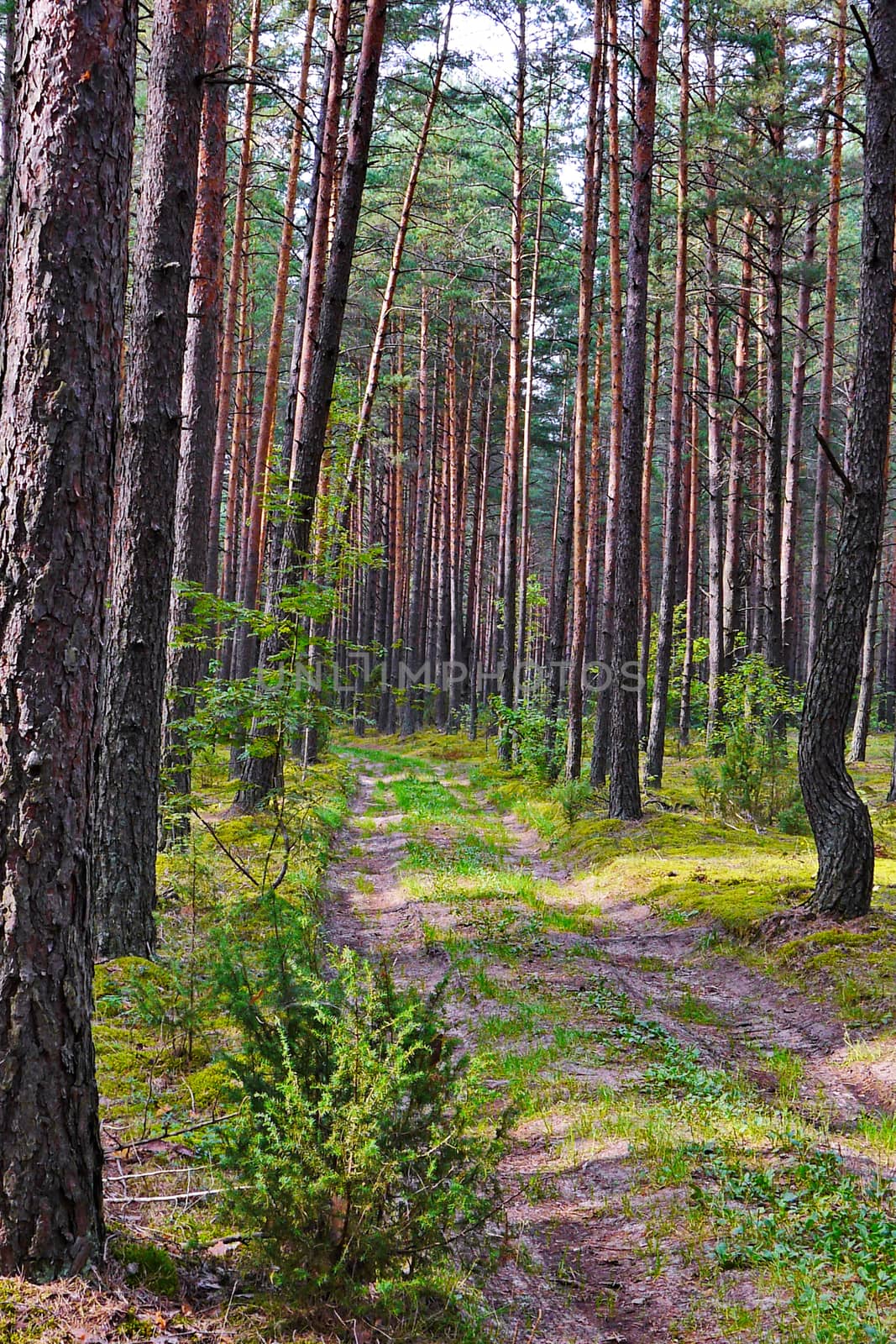 A path in a pine forest. Slender trees with spines