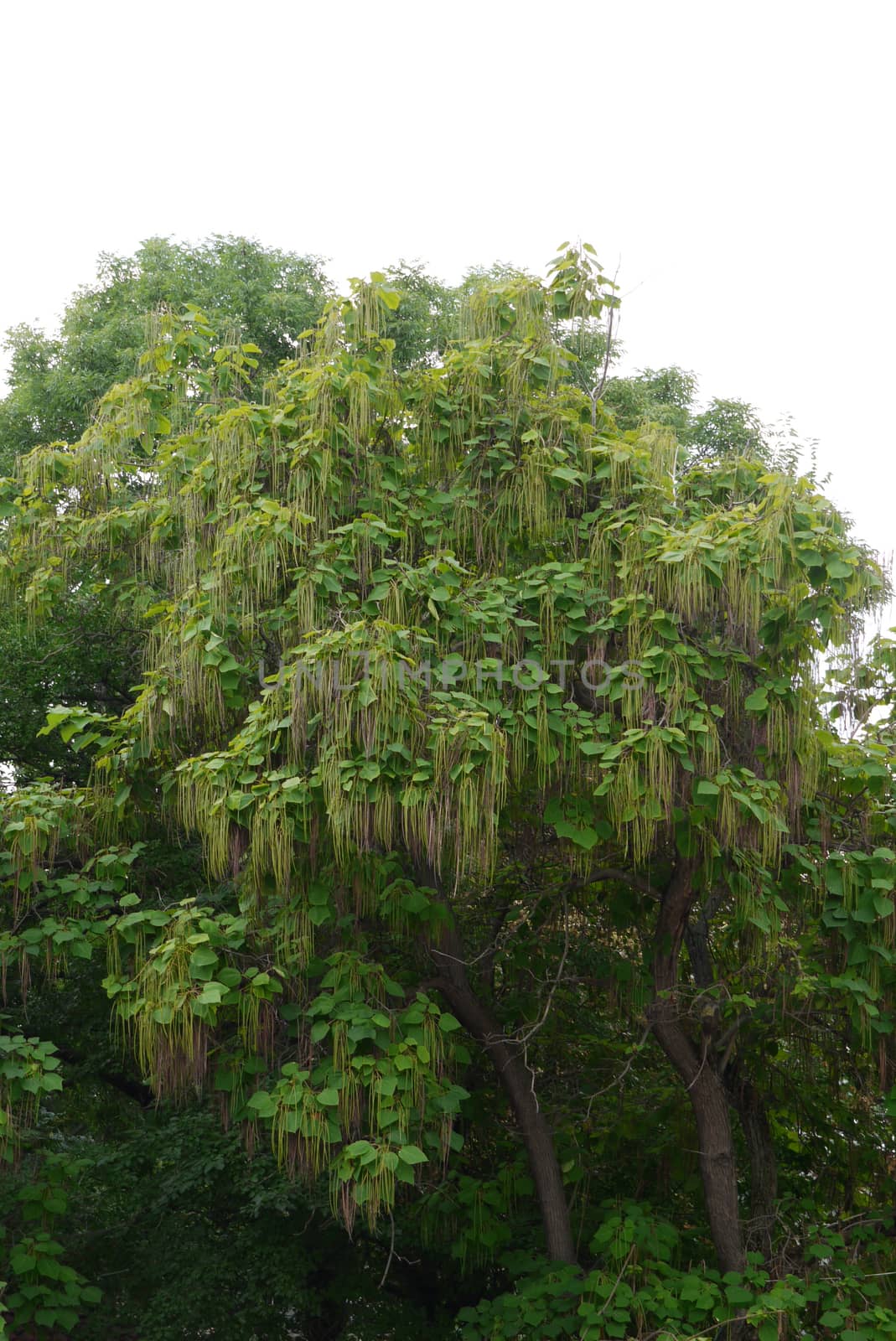 Lush crown of a large mighty tree with unusual oblong green inflorescences on branches by Adamchuk