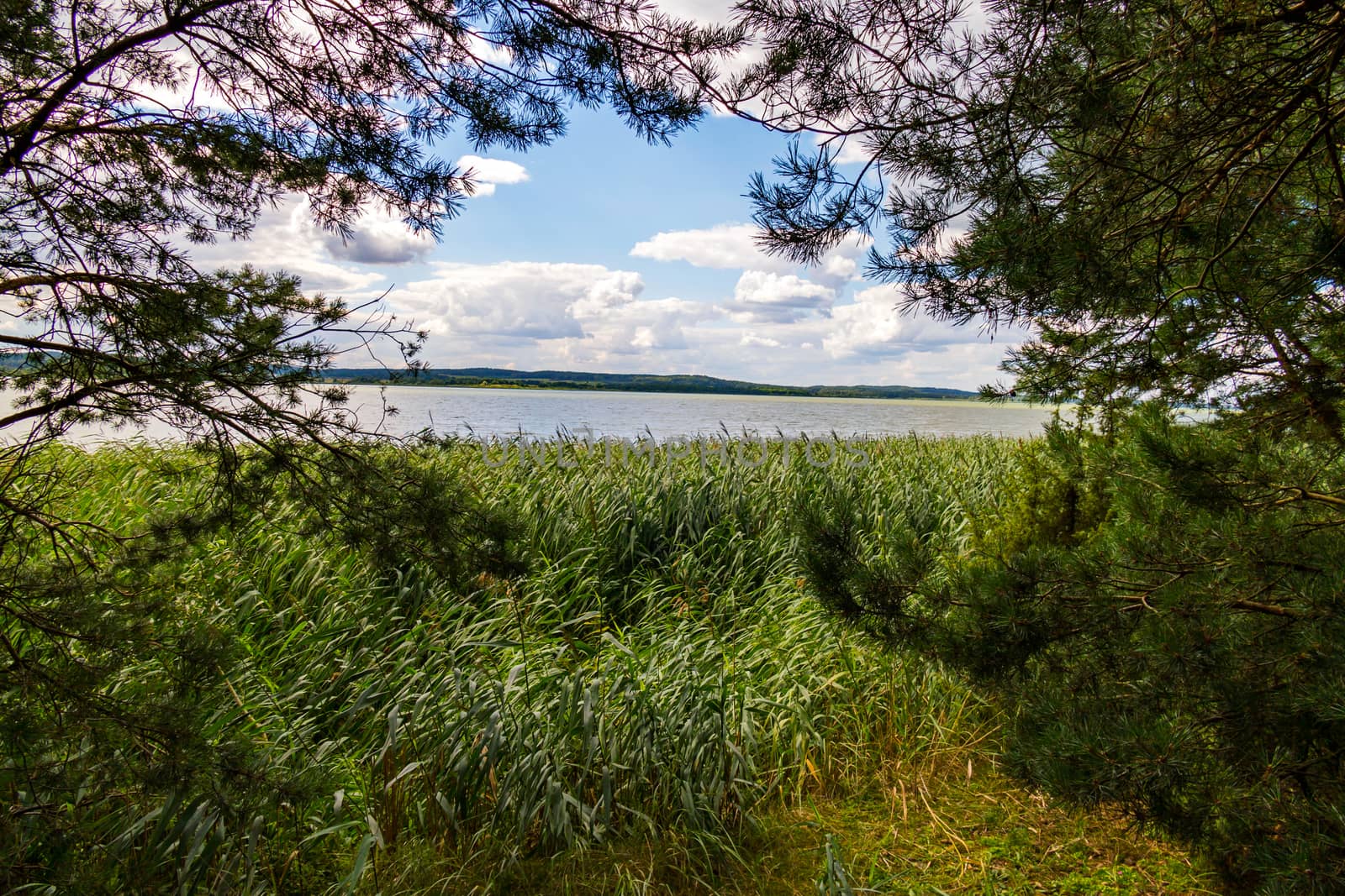 Green reeds on the background of a beautiful lake, mountains and blue cloudy sky