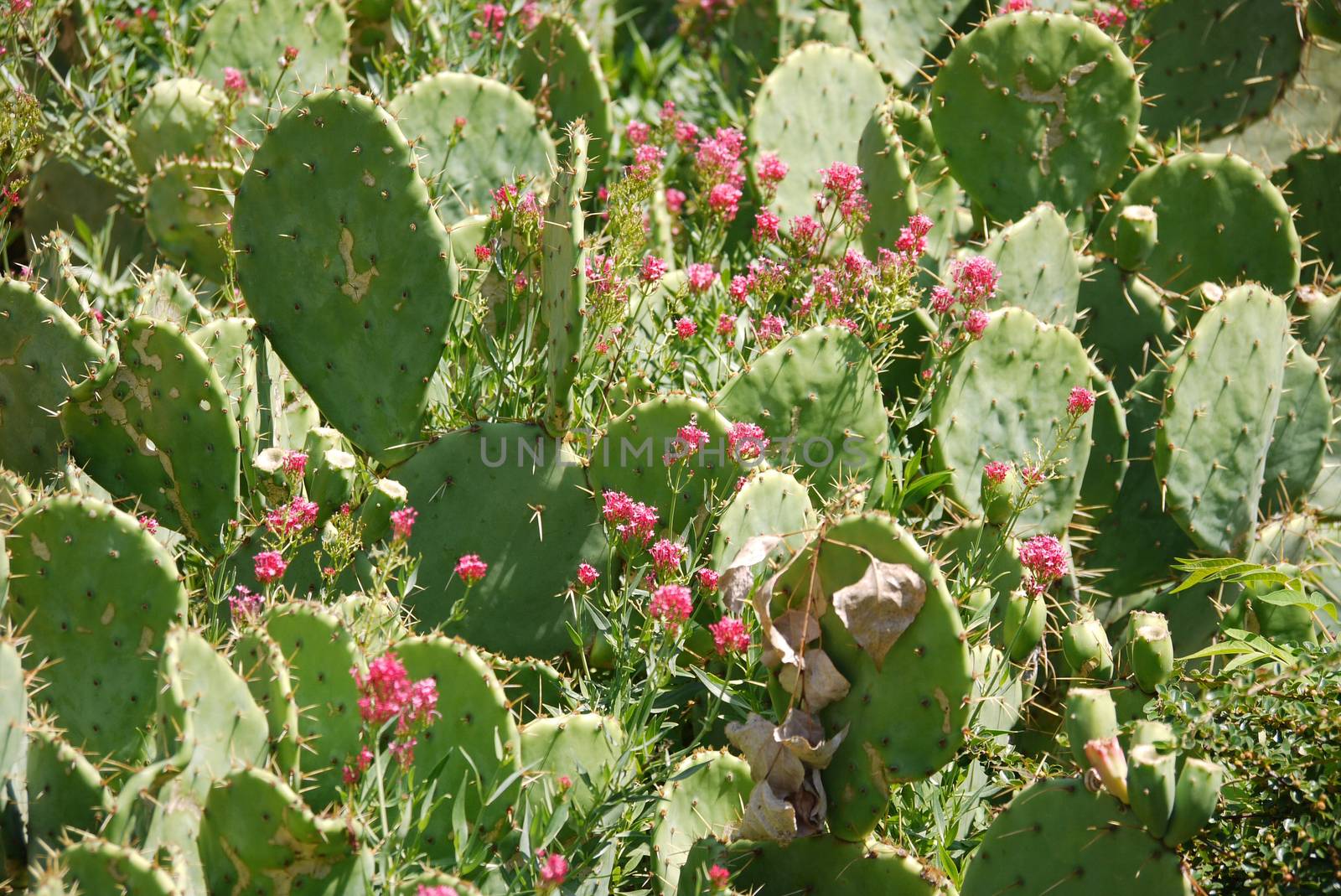 lively cacti with wide green leaves with spines