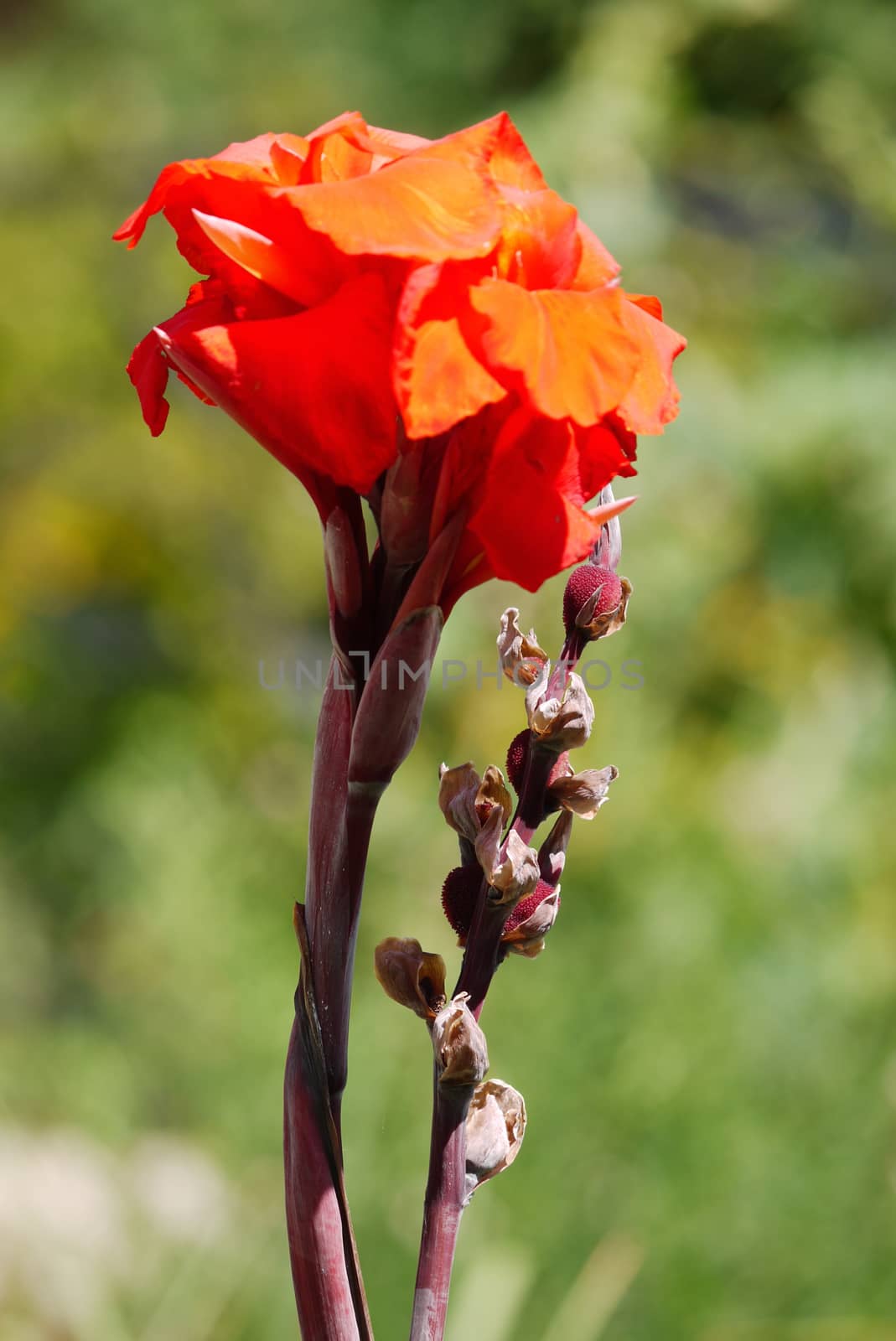 The little flower, as in the famous fairy tale of the Russian writer Sergei Timofeevich Aksakov