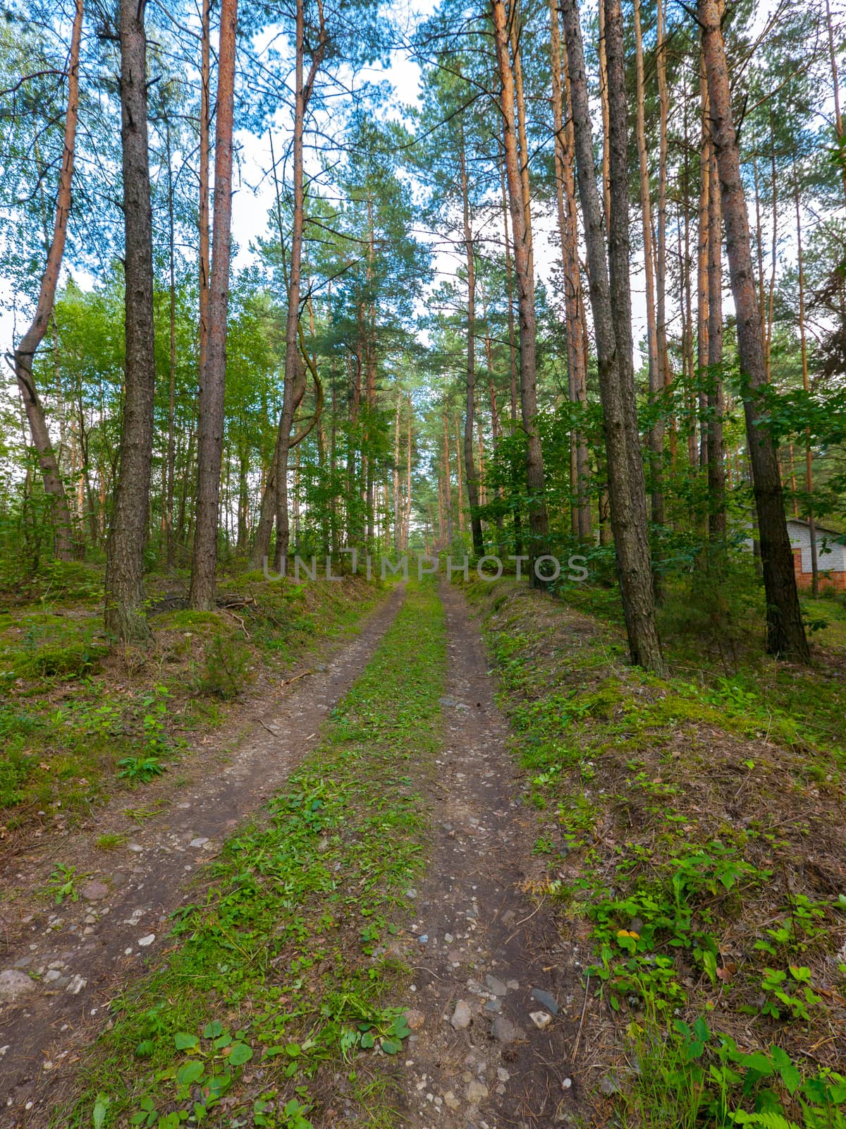 trampled road in a rarely planted pine forest with a small house on the sidewalk