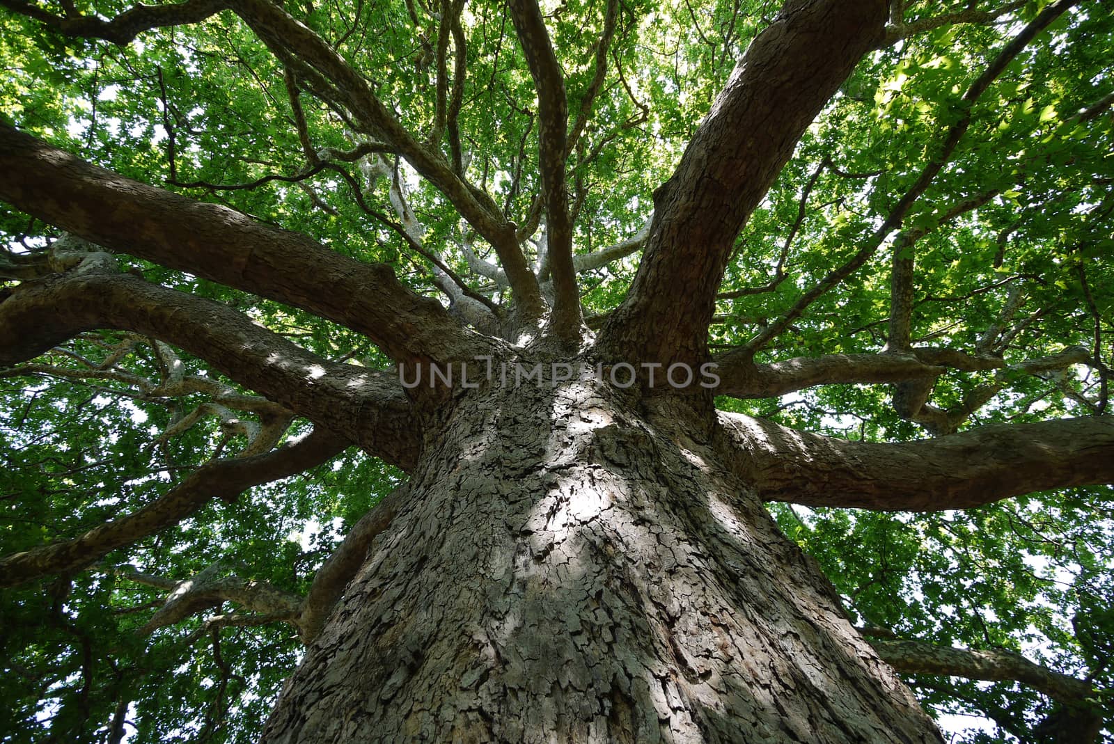 A bottom view of a thick, old tree with large thick branches with green leaves