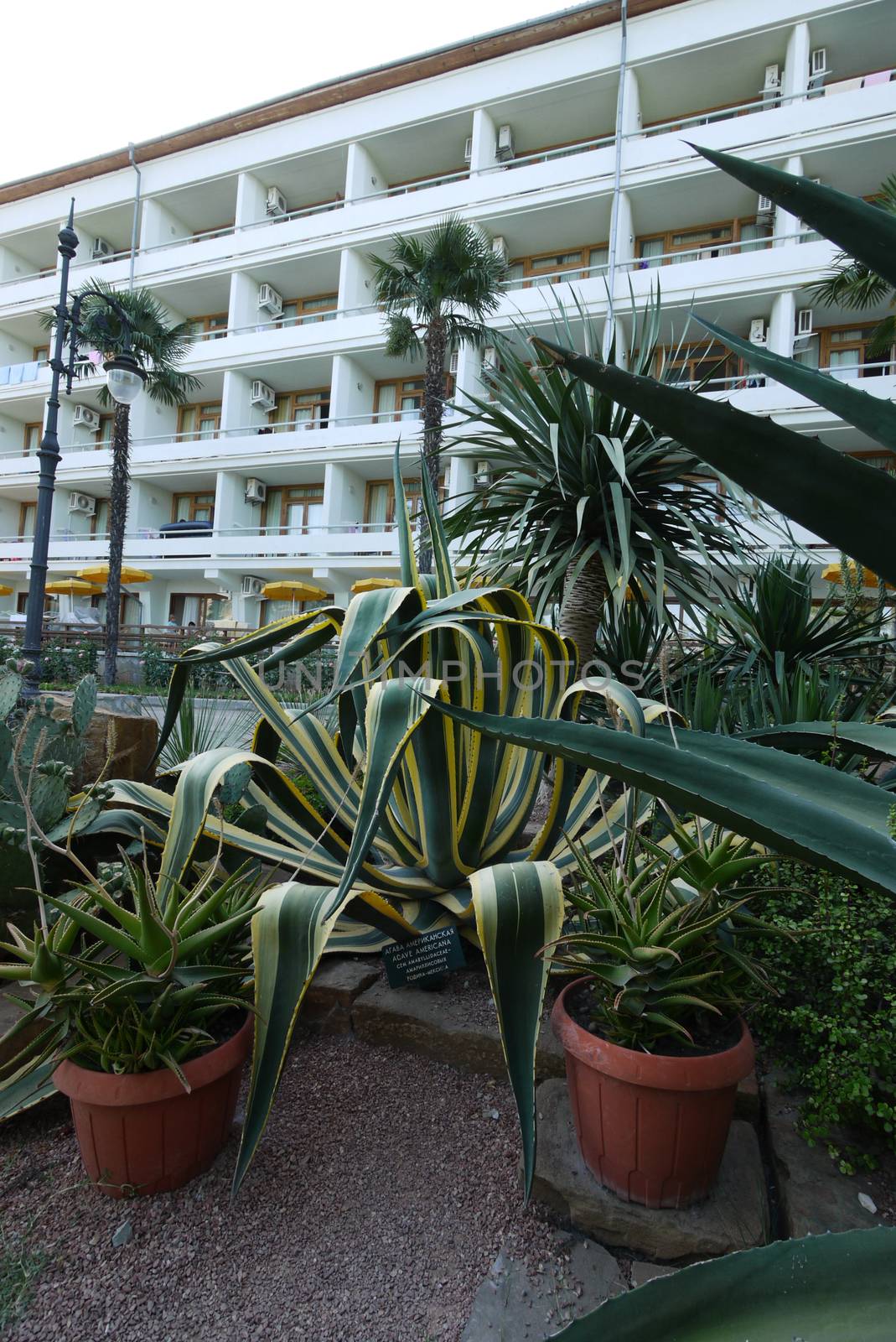 agave, aloe, cacti and palm trees in the foreground of the hotel by Adamchuk