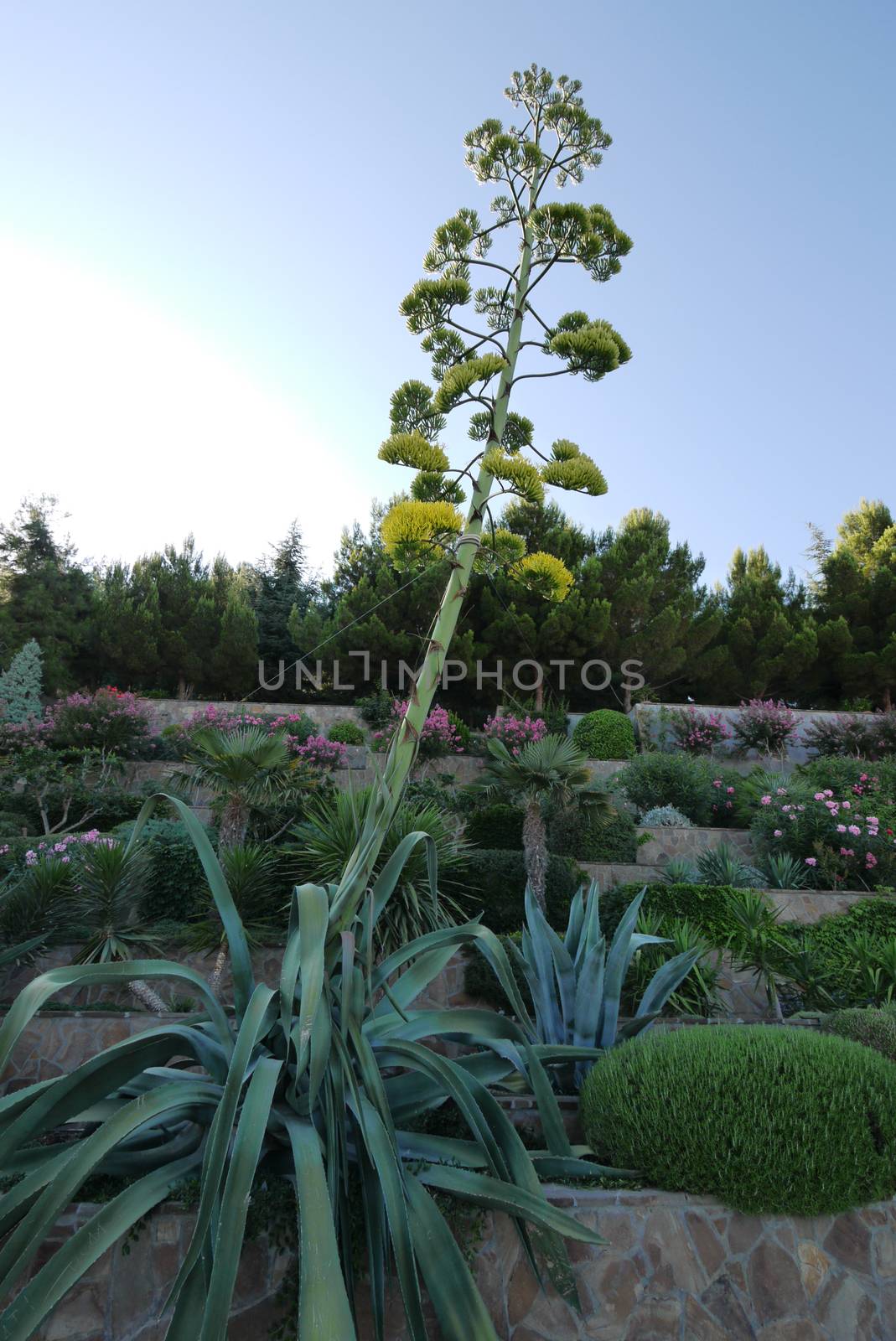 A giant plant tied with a rope towering over flowers on a flower bed