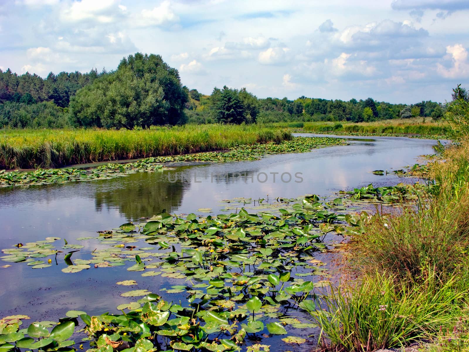 Green lilies on the surface of the river surface against the background of a field and a blue cloudy sky by Adamchuk