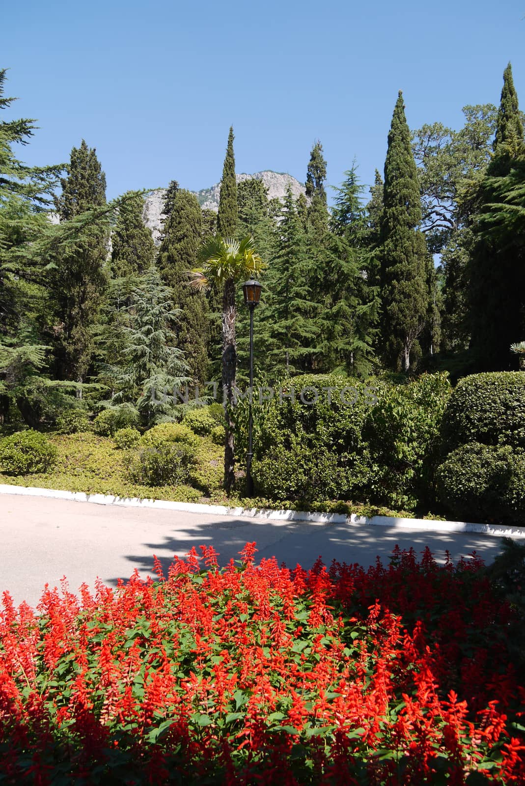 Flowerbed with red flowers and other green spaces in the park area on the background of the big mountain by Adamchuk