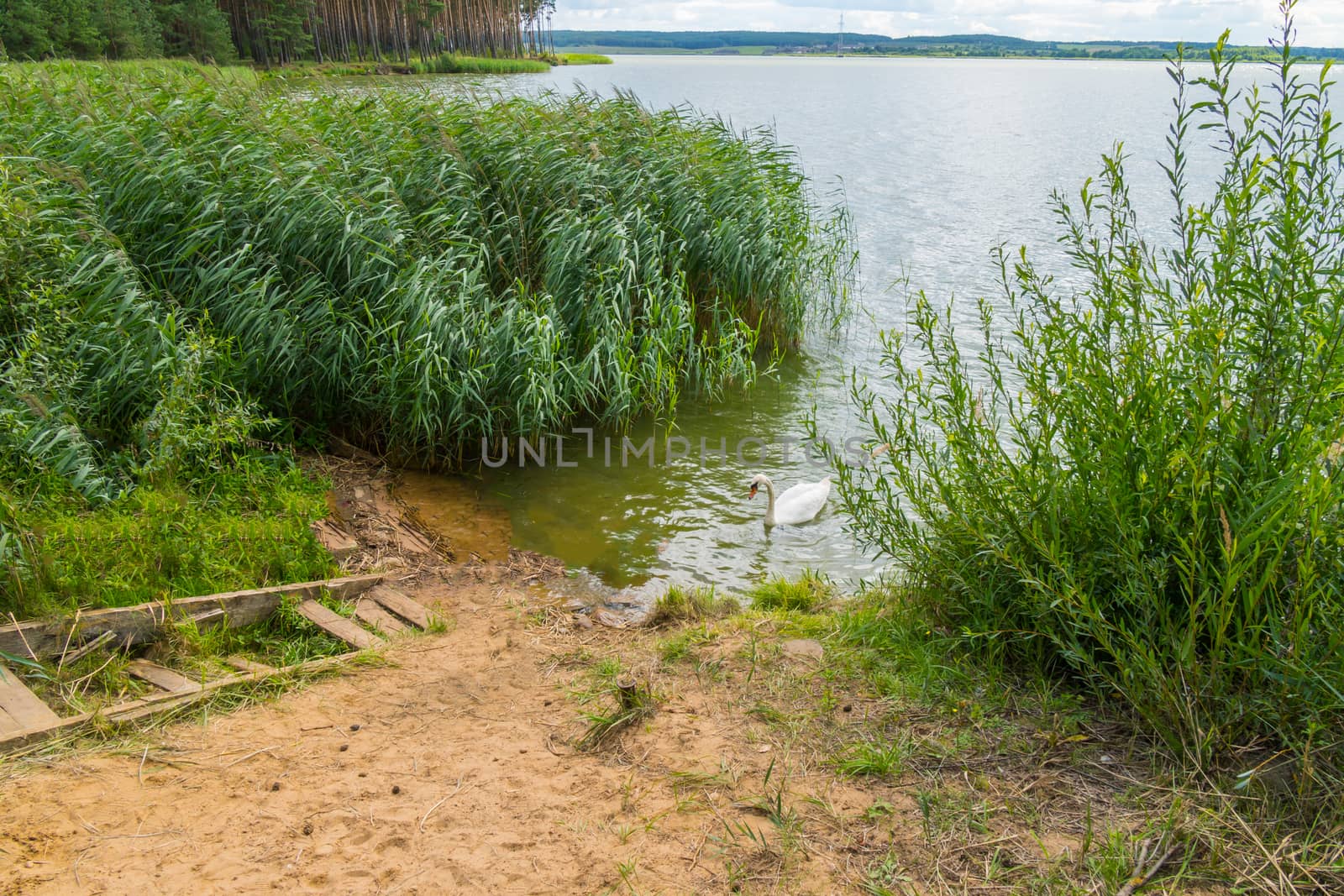 a large fresh lake with a sandy shore and pine trees around the district. snow-white swing swirling between the reeds