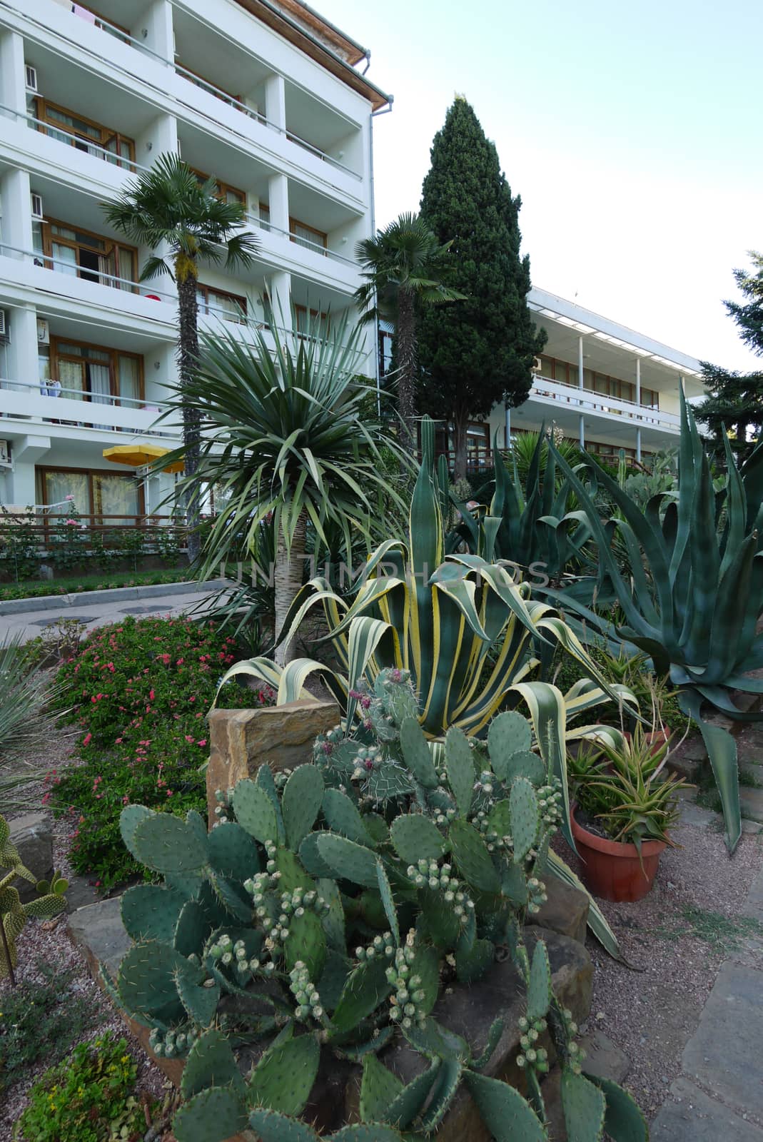 beautiful broad-leaved cactus with small thorns growing next door next to other flowers