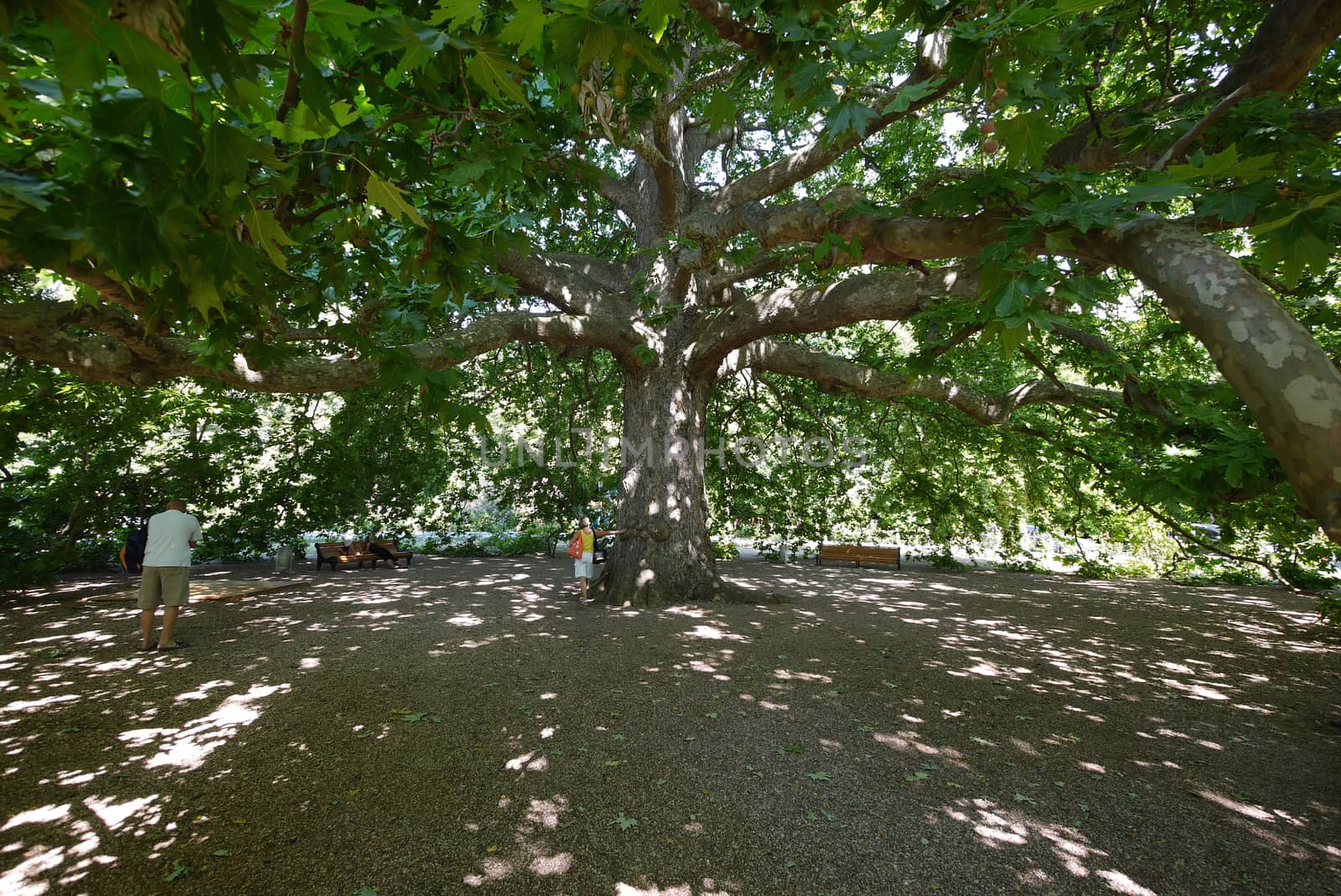 Tourists die on the bench and are photographed near a massive many summer tree by Adamchuk