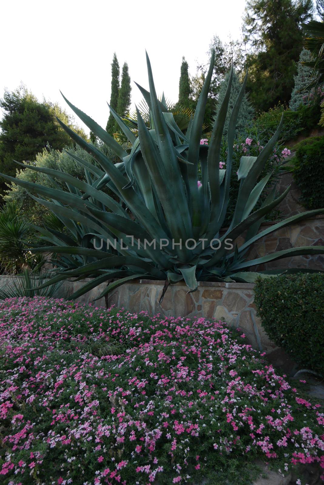 giant juicy green leaves of a mysterious plant growing in a park on a flower bed