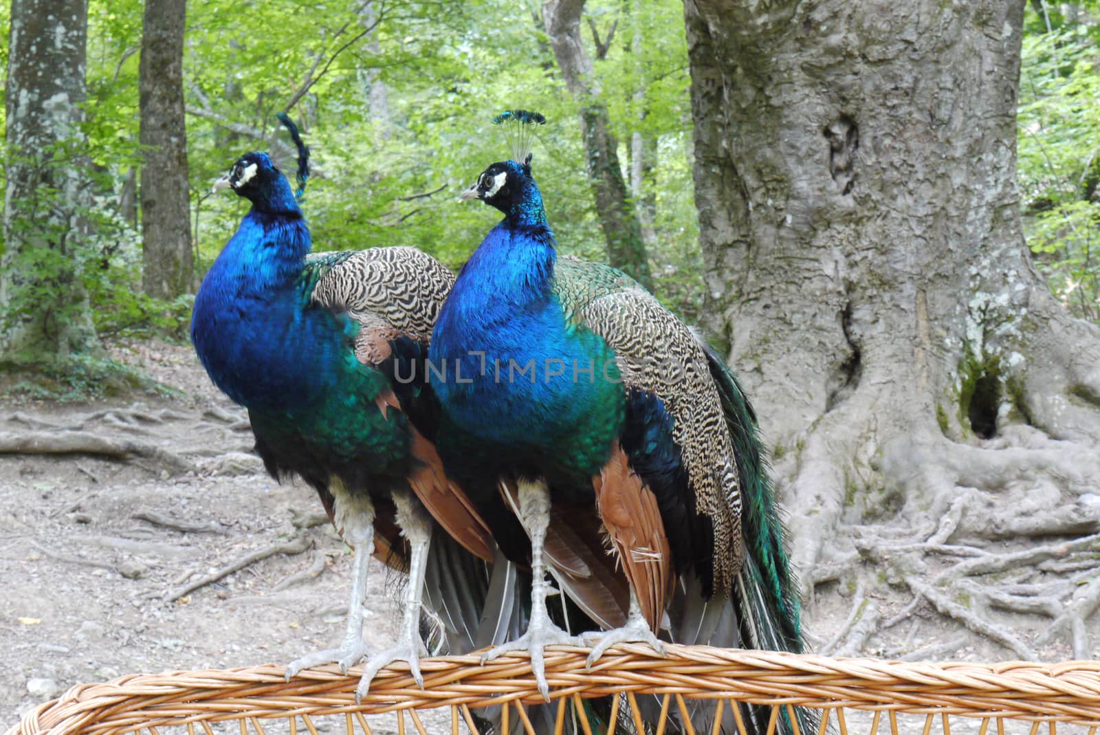 two beautiful blue-haired peacocks males sitting on a wicker basket in a park near a tree