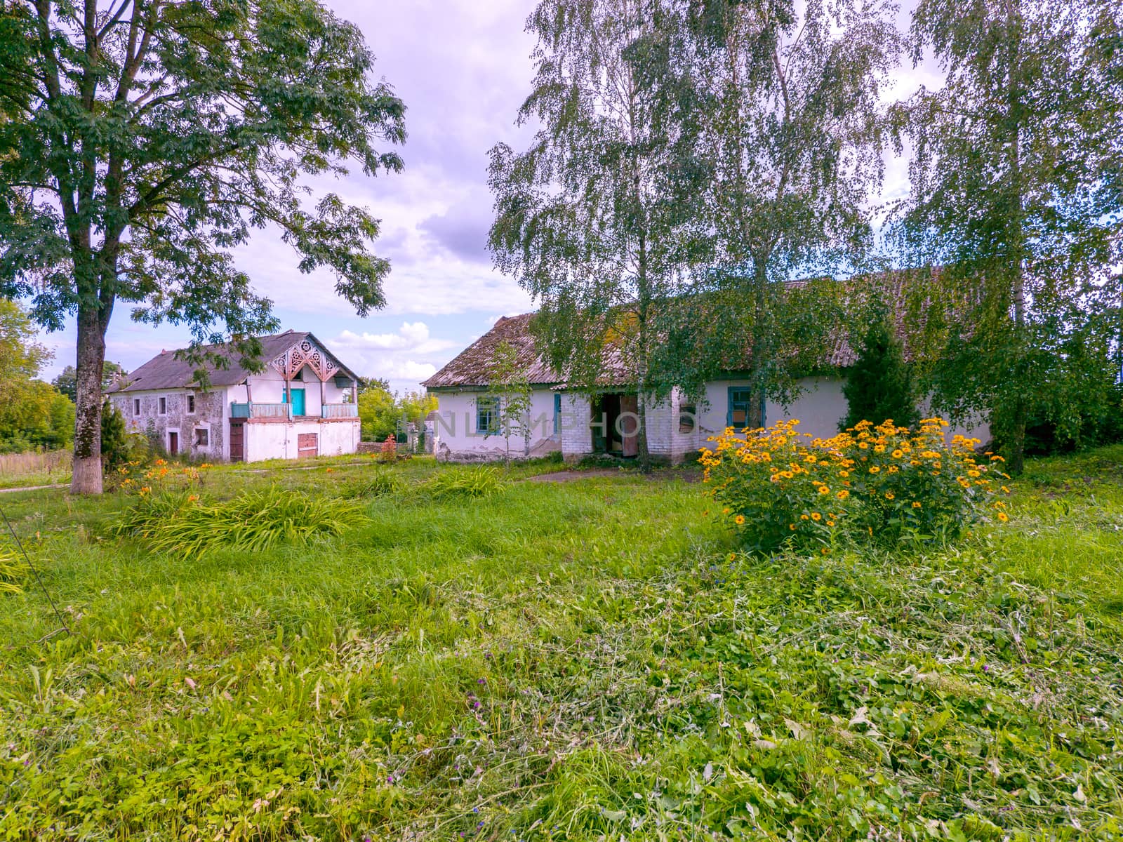 Old buildings in the countryside with a slate roof overgrown with moss with a yard with green grass and a bush of yellow beautiful flowers. by Adamchuk