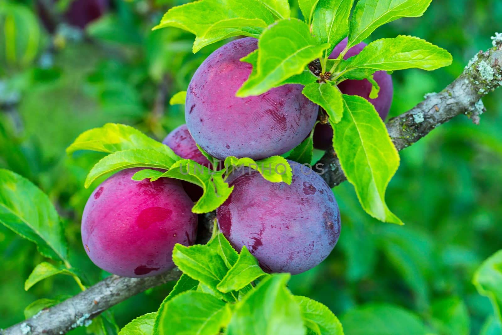 A few purple-pink plum berries. Incredibly delicious and healthy fruit by Adamchuk