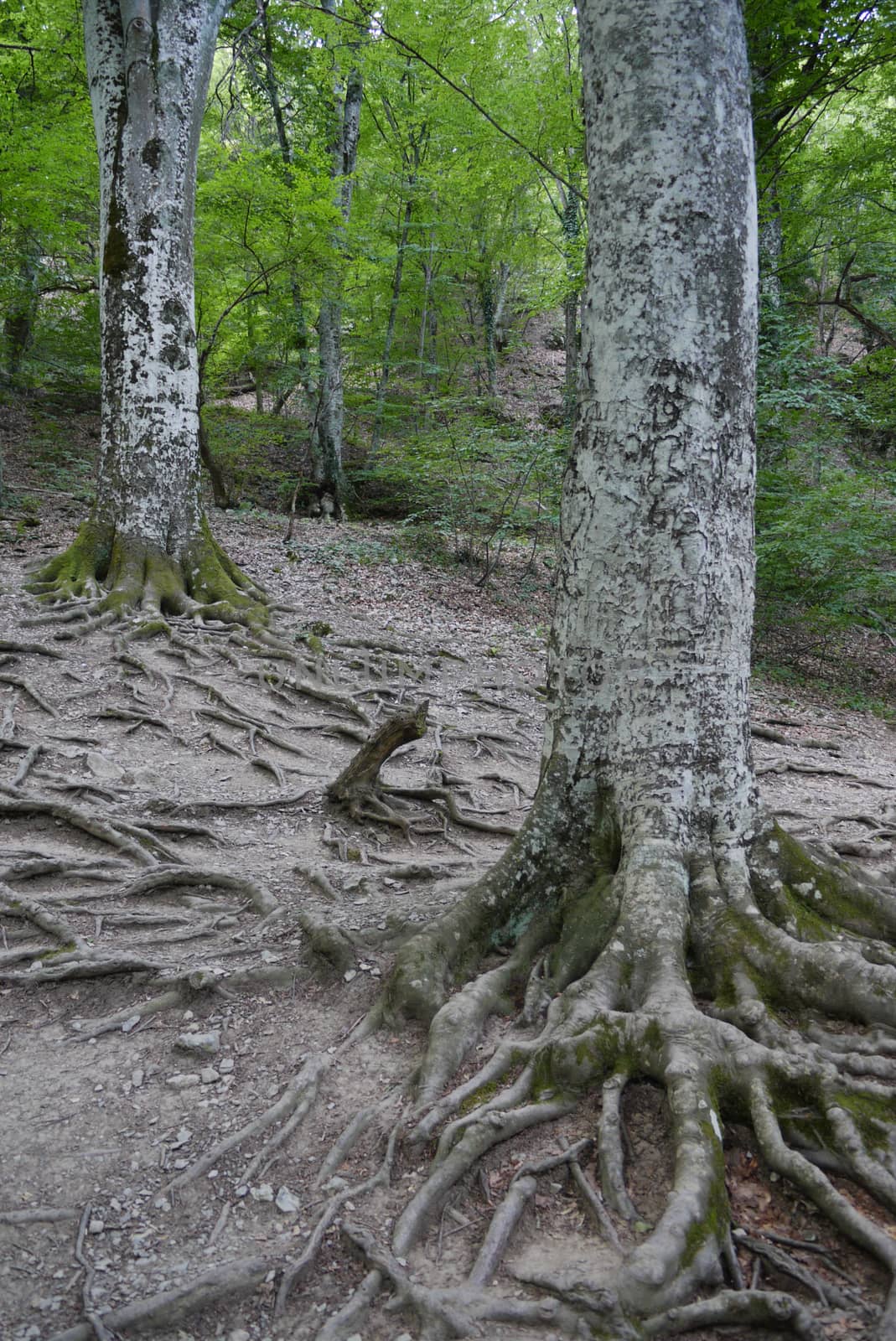 A steep slope with old, overgrown with massive roots, trees agai by Adamchuk
