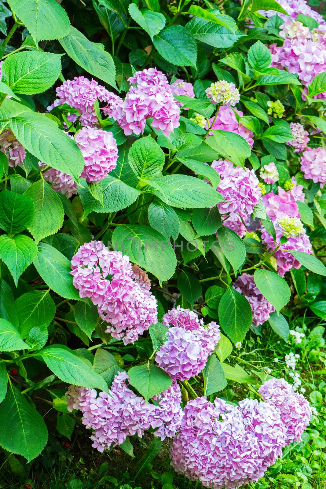 A bush of lilac. Narvi, put the house in a vase of water and the house will acquire a special atmosphere and aroma by Adamchuk