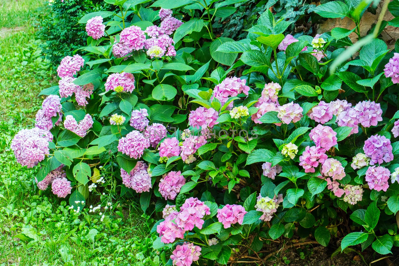 Beautiful bush with small flowers of pink color and green large leaves