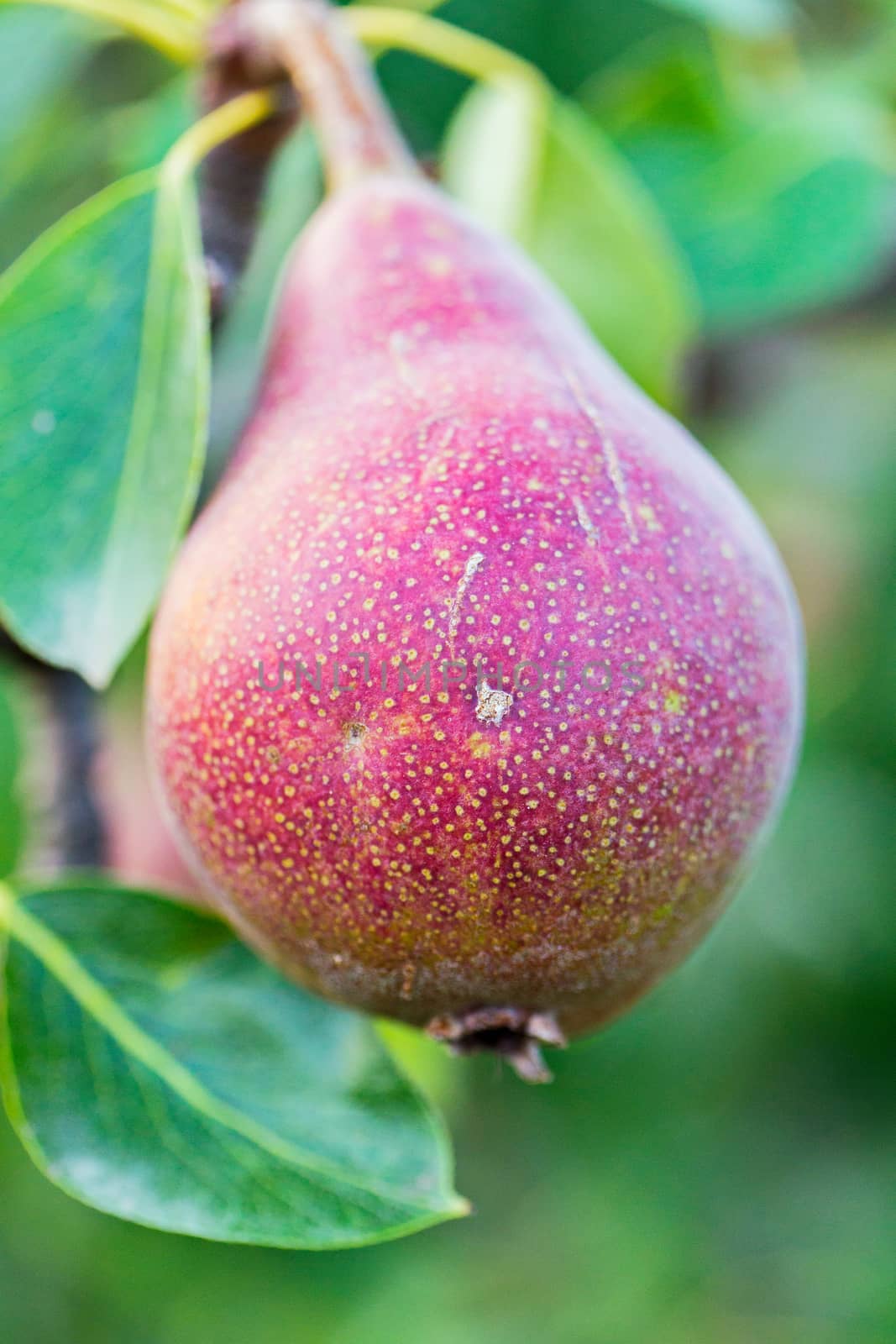 Ripe juicy red pear on a branch with green leaves in macro photography