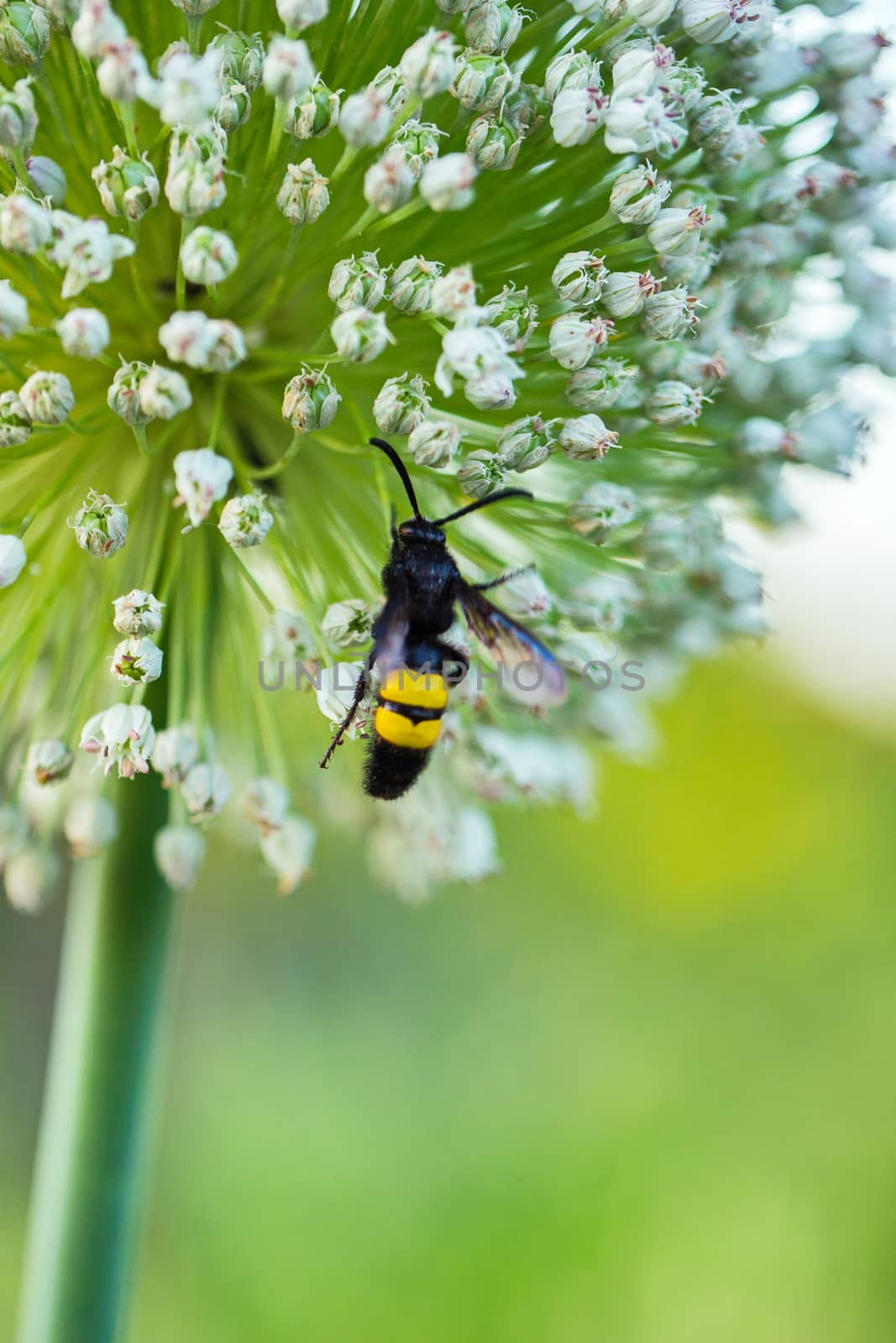 The wasp sat down on a beautiful lush white flower on a high green stalk by Adamchuk