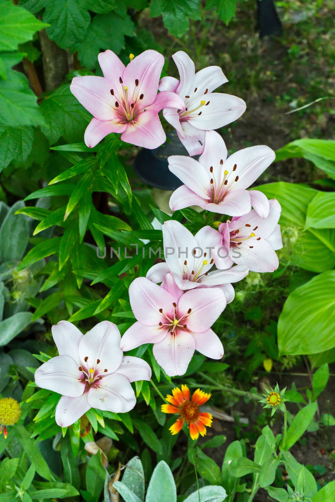 pattern of beautiful flowers on a flower bed framed with green leaves