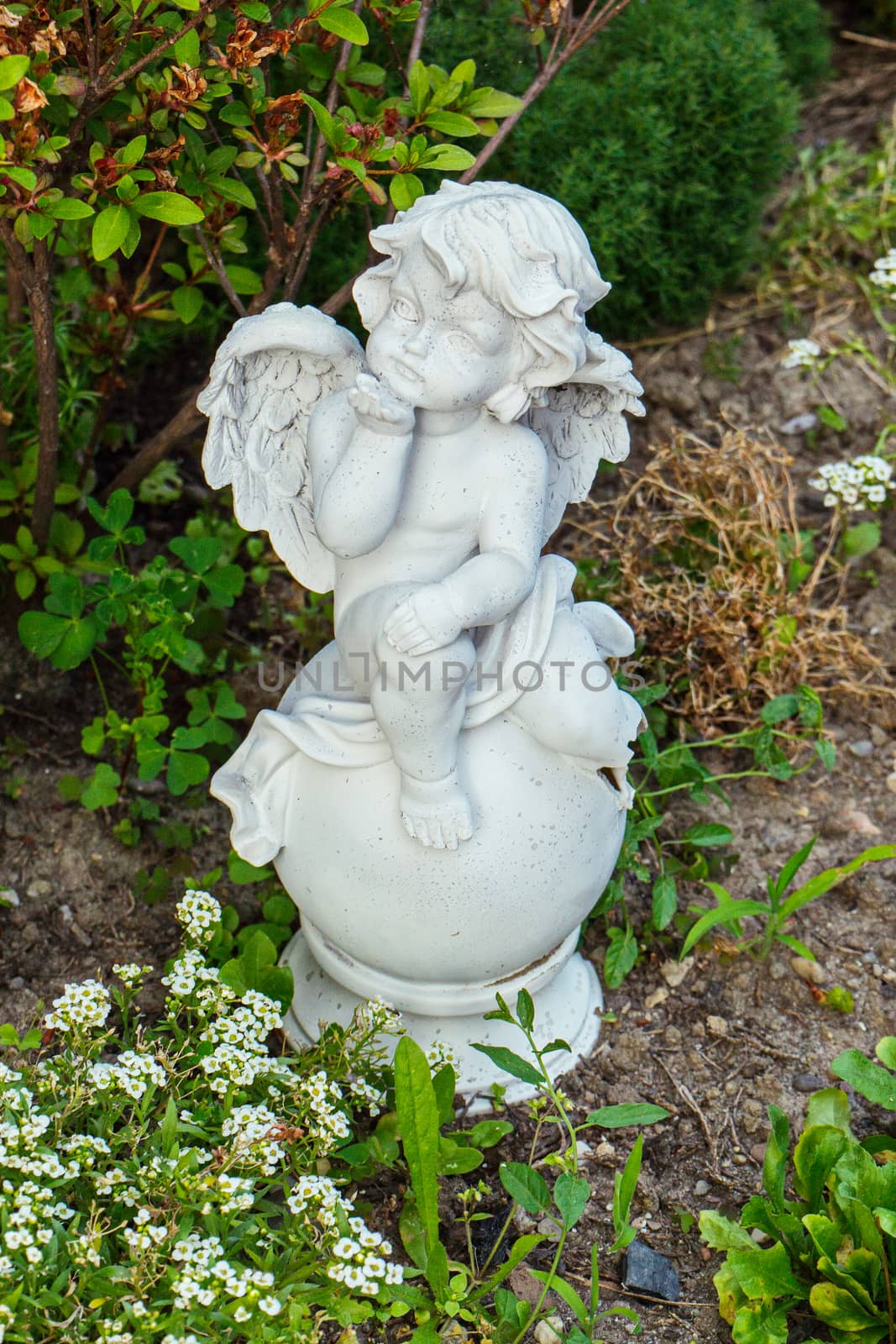 white statue of a small angel on a ball near a bush of a delicate and fragrant flower alisium by Adamchuk